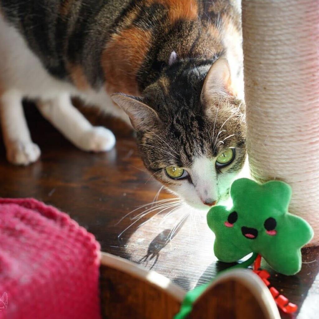 Laney, a Adoptable Domestic Short Hair in Howard beach, NY image 2/5