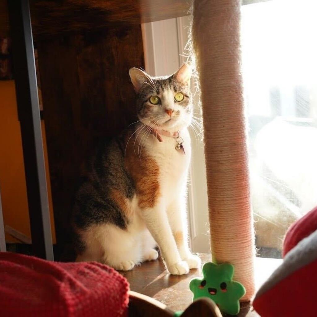 Laney, a Adoptable Domestic Short Hair in Howard beach, NY image 3/5