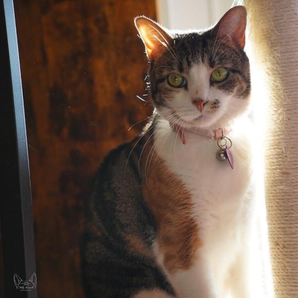 Laney, a Adoptable Domestic Short Hair in Howard beach, NY image 4/5