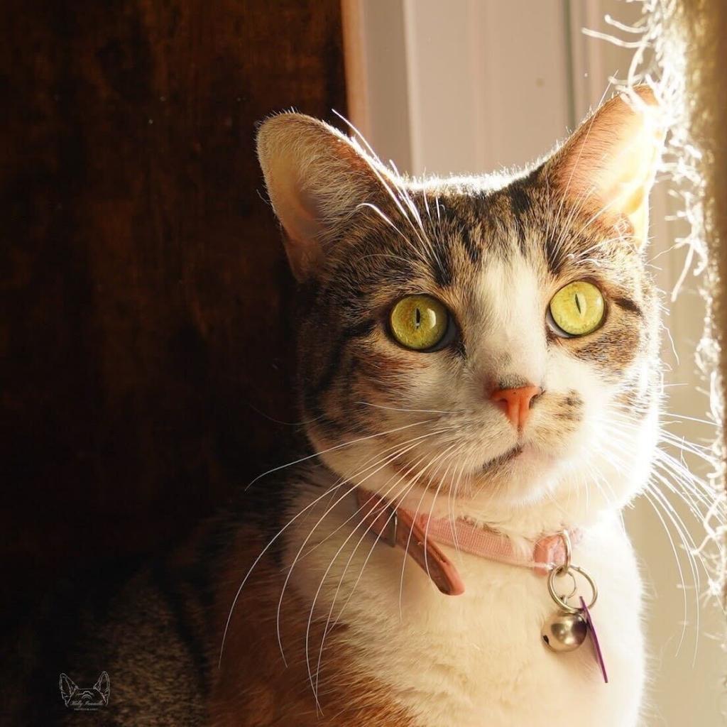 Laney, a Adoptable Domestic Short Hair in Howard beach, NY image 5/5