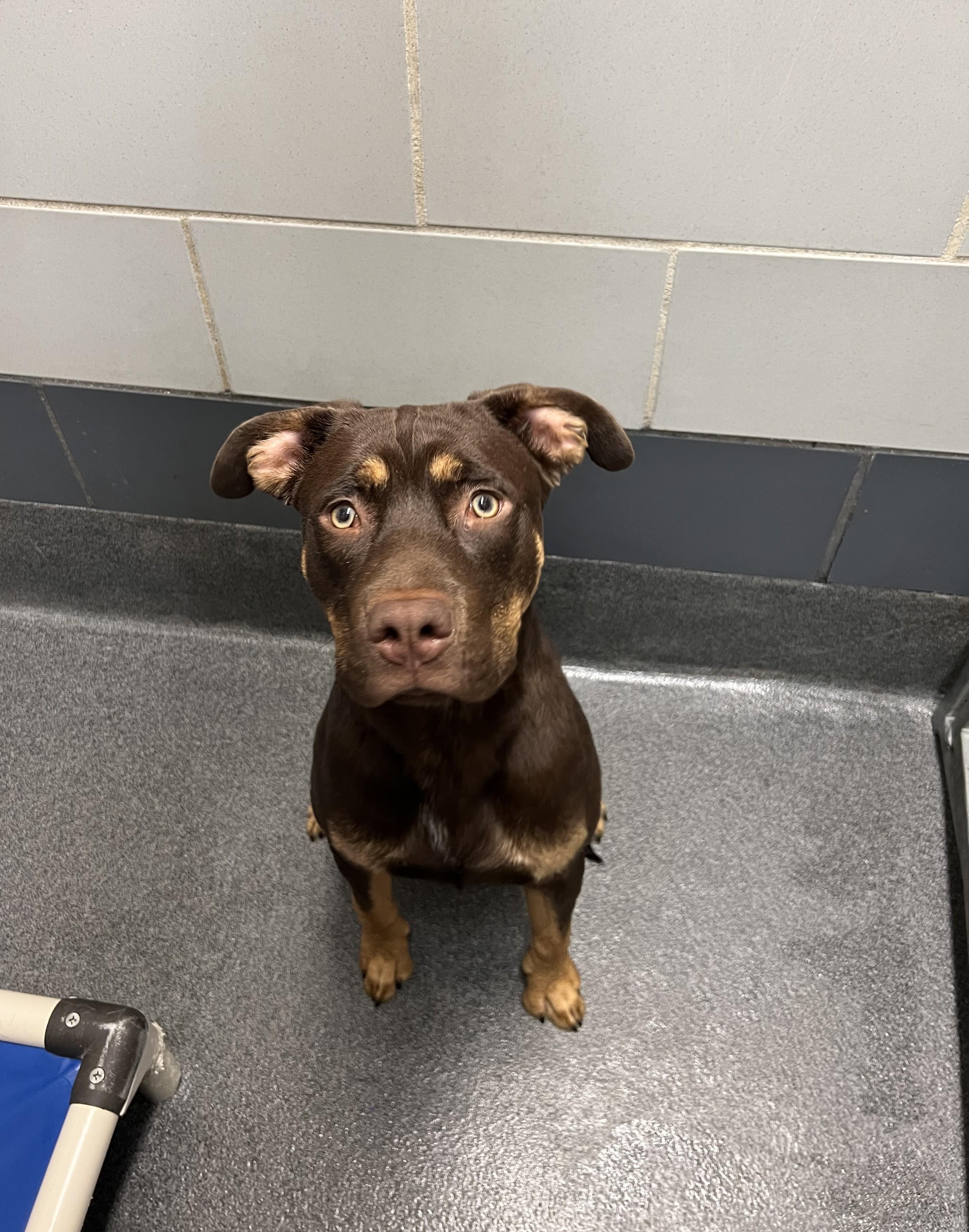 Enlarge Chase, an adopted mixed breed in Cedar Rapids, IA image 3/3