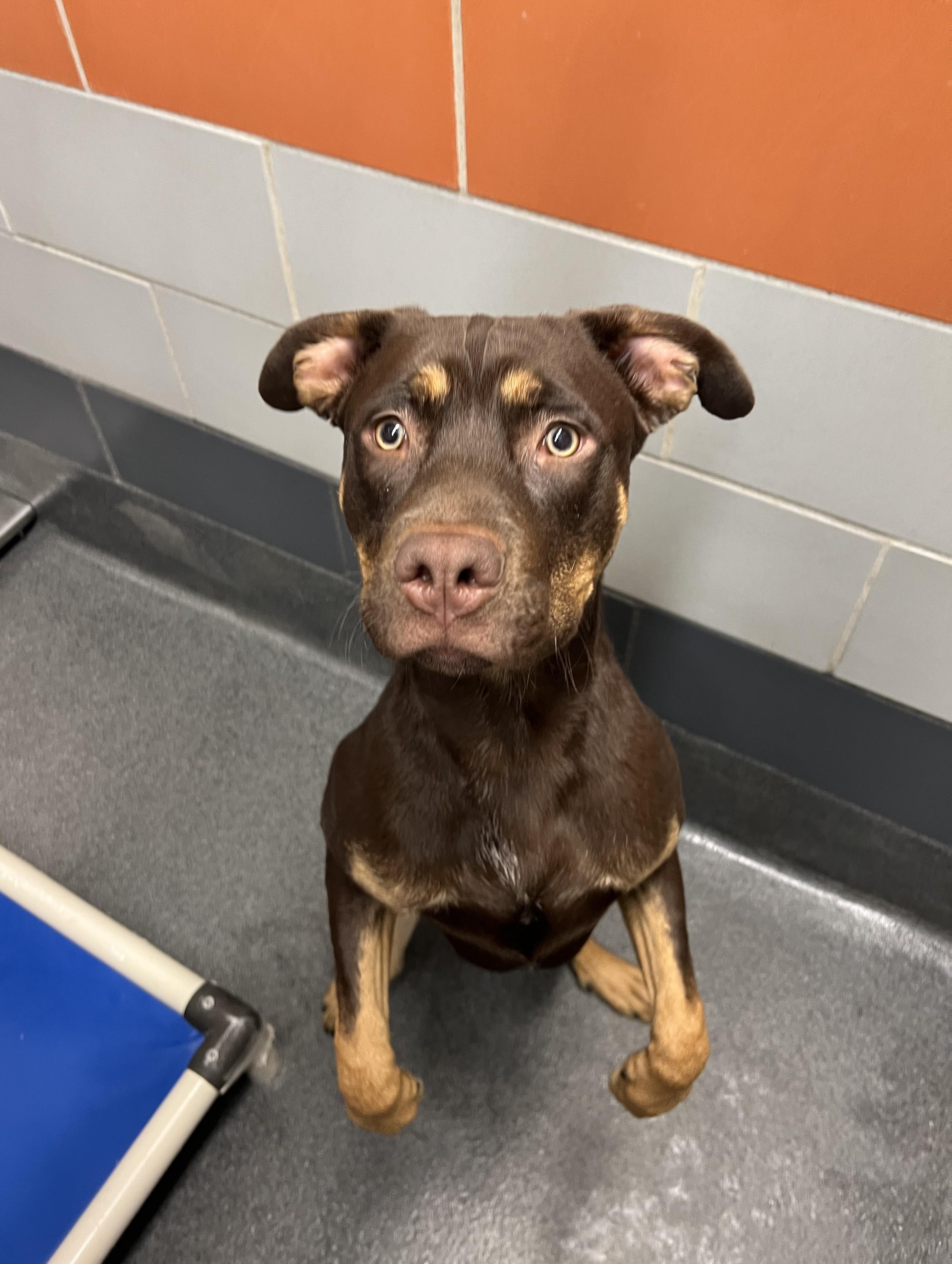 Enlarge Chase, an adopted mixed breed in Cedar Rapids, IA image 1/3