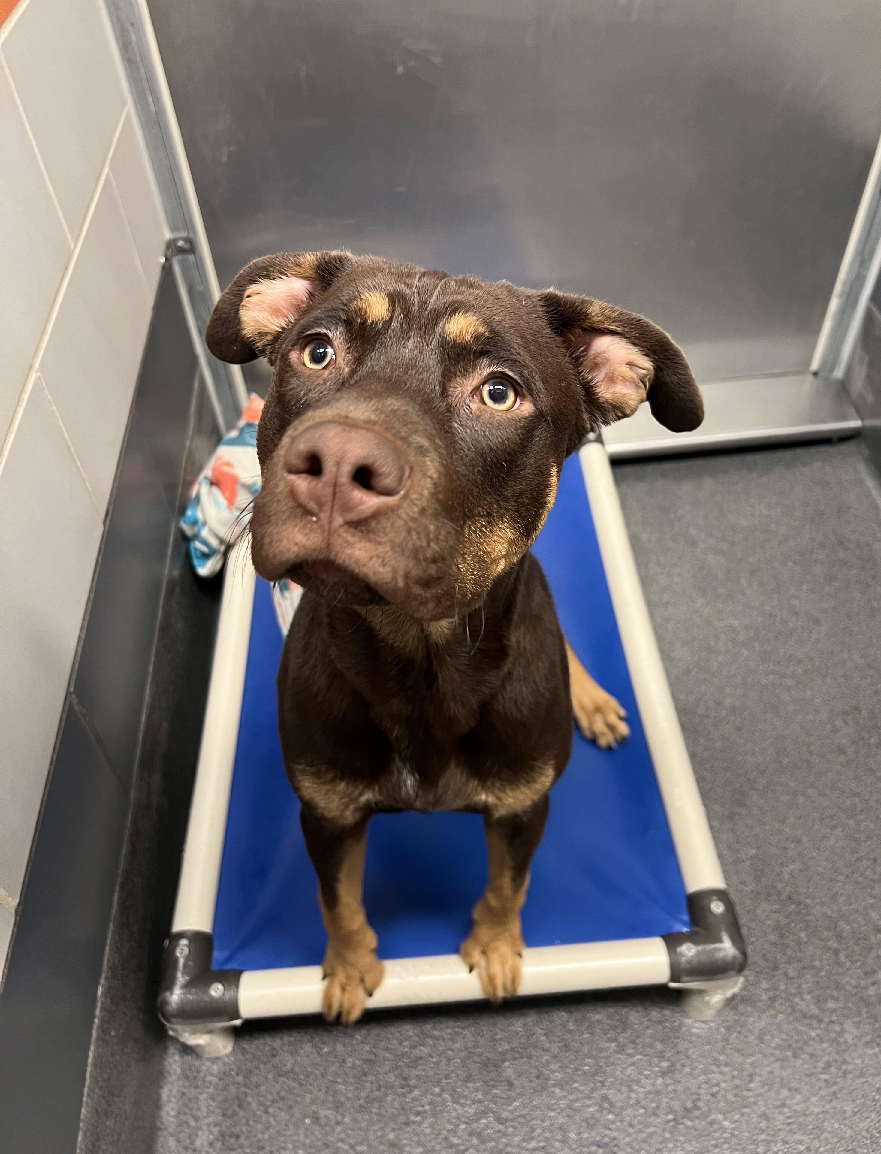 Enlarge Chase, an adopted mixed breed in Cedar Rapids, IA image 2/3