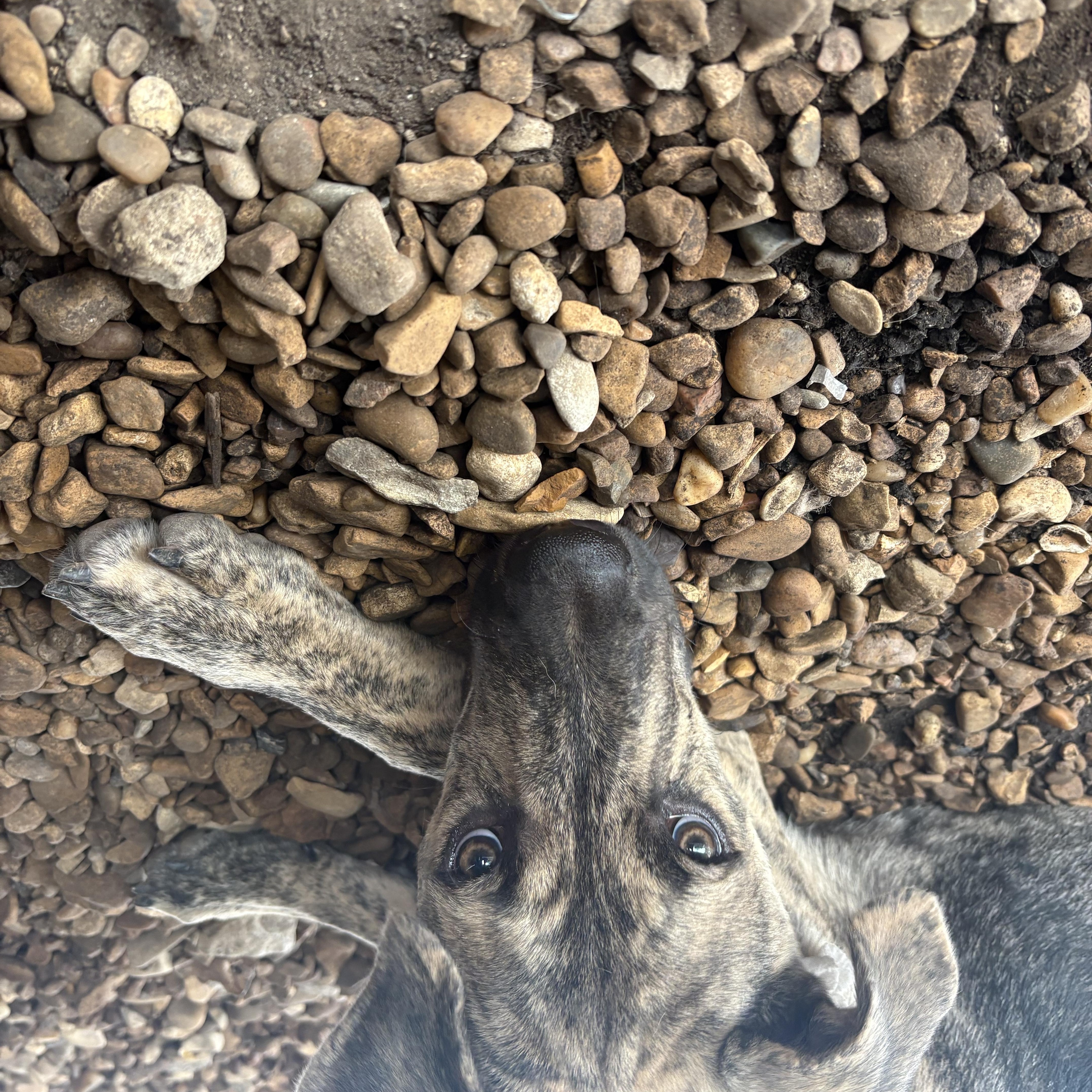 Enlarge Laddy, a Adoptable mixed breed in Plano, TX image 3/5