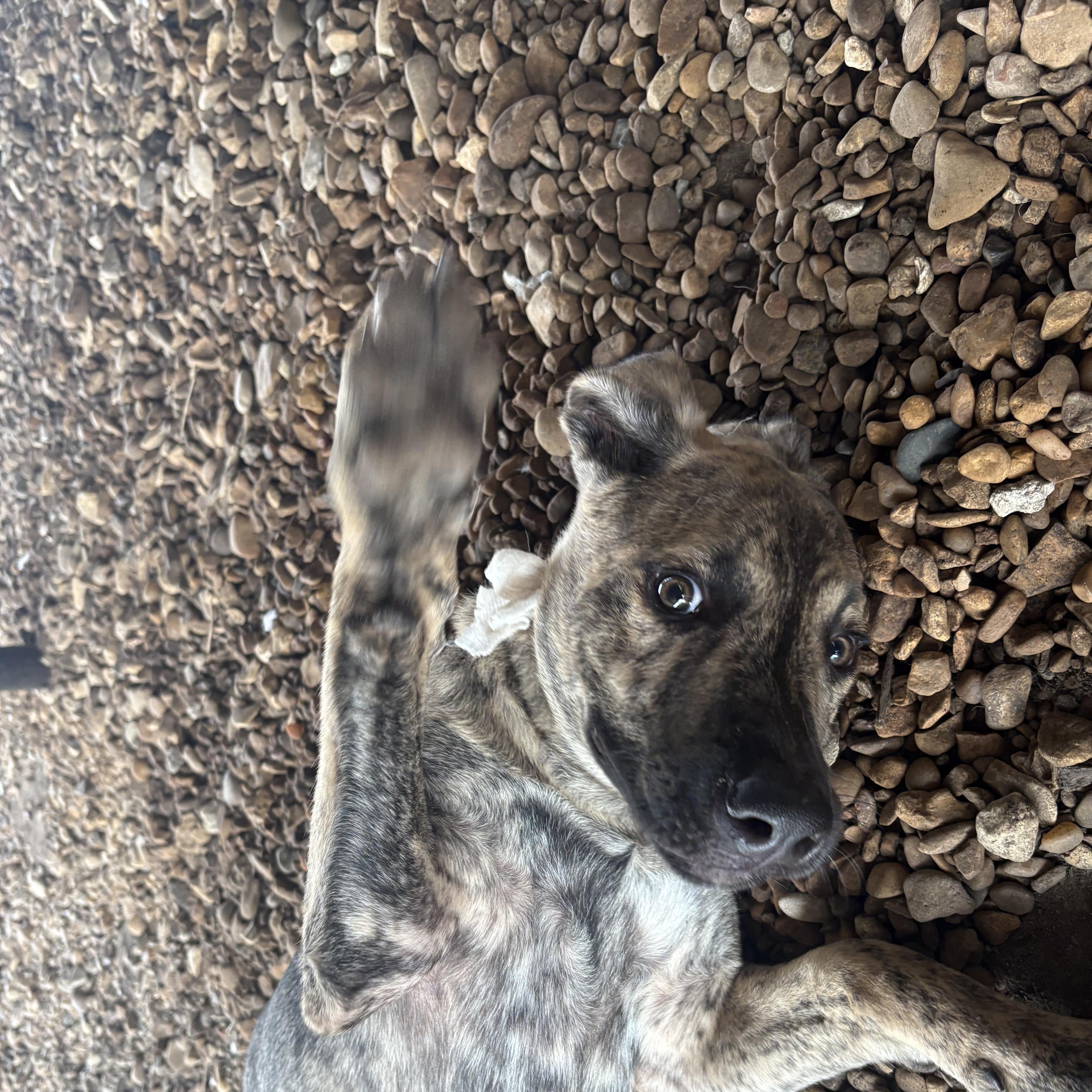 Enlarge Laddy, a Adoptable mixed breed in Plano, TX image 5/5