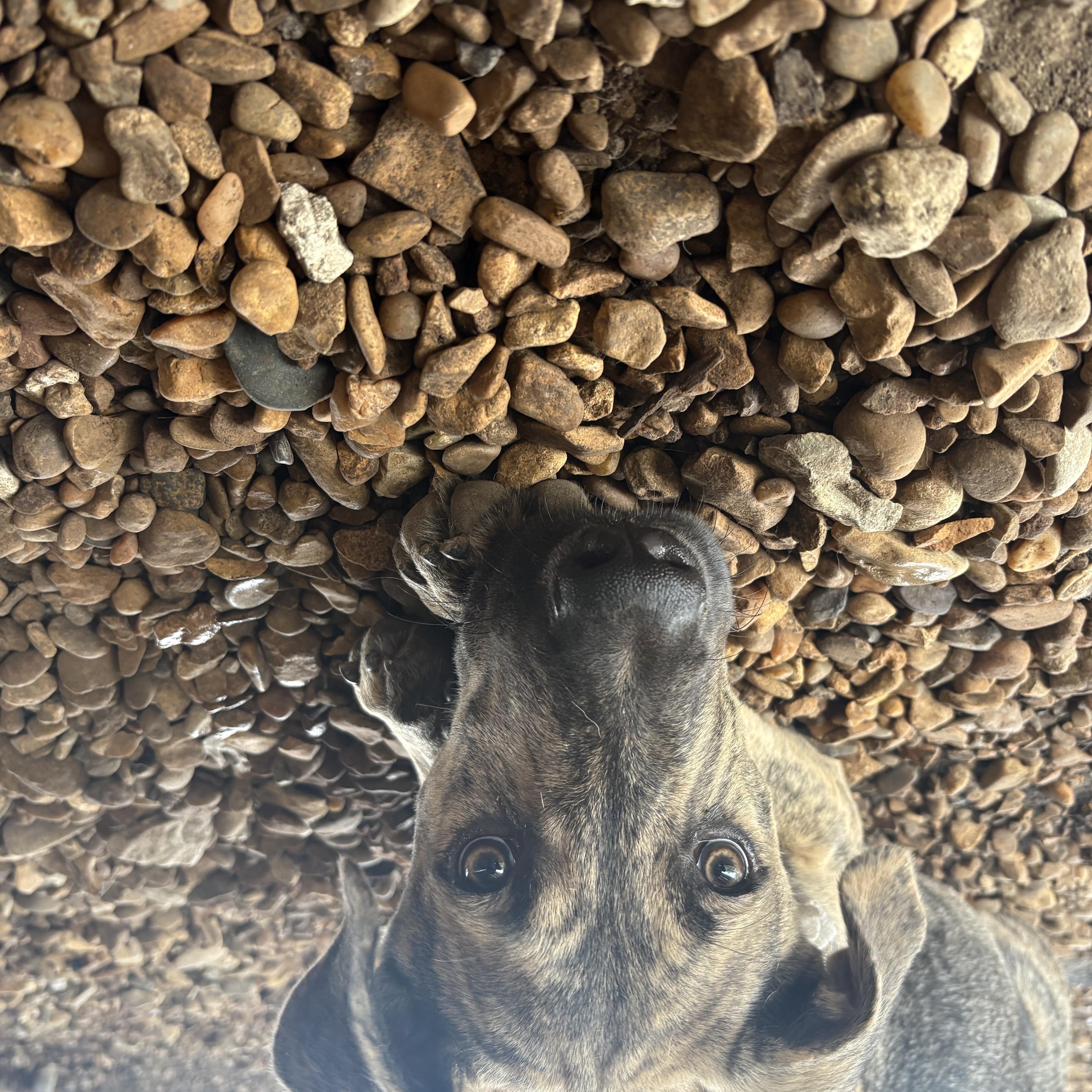 Enlarge Laddy, a Adoptable mixed breed in Plano, TX image 2/5