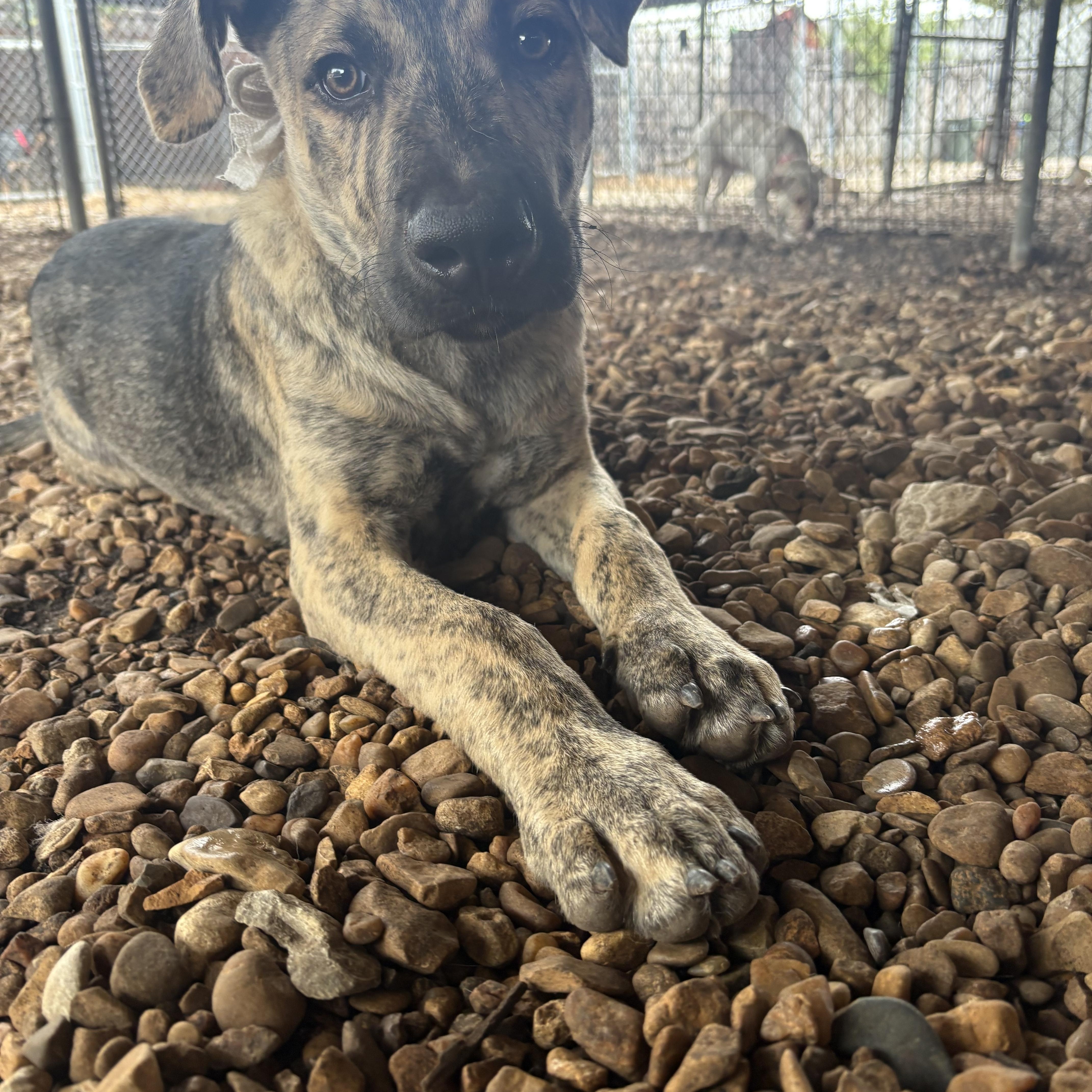 Laddy, Adoptable, Young Male Shepherd.