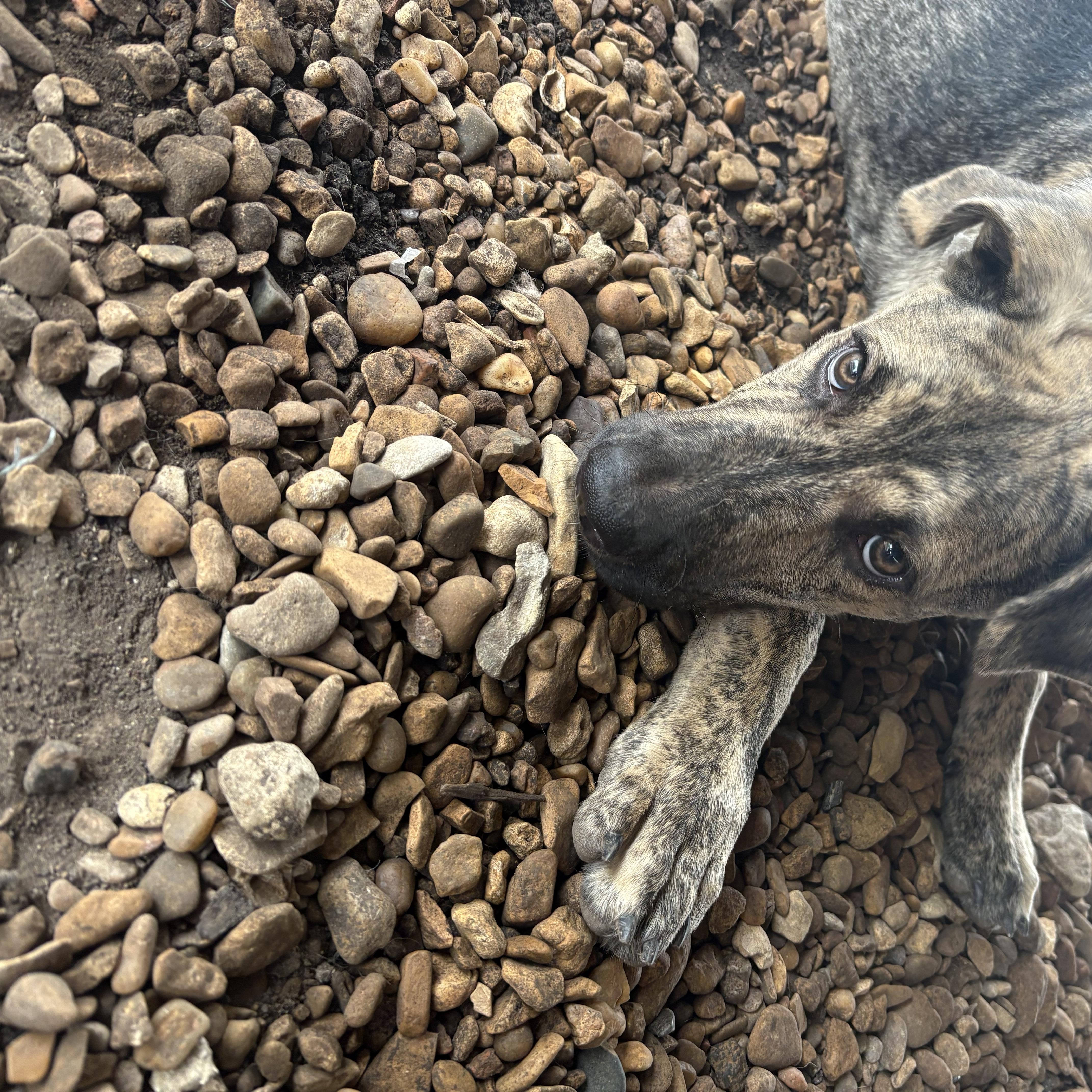 Enlarge Laddy, a Adoptable mixed breed in Plano, TX image 4/5