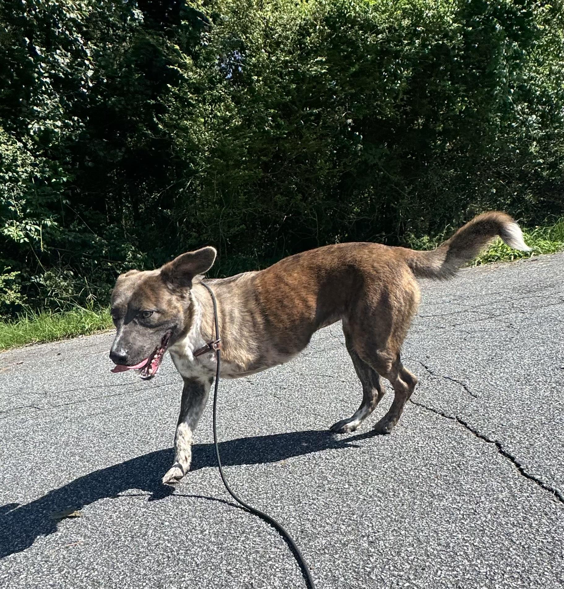 Pinecone, a ADOPTABLE mixed breed in atlanta, GA image 2/5