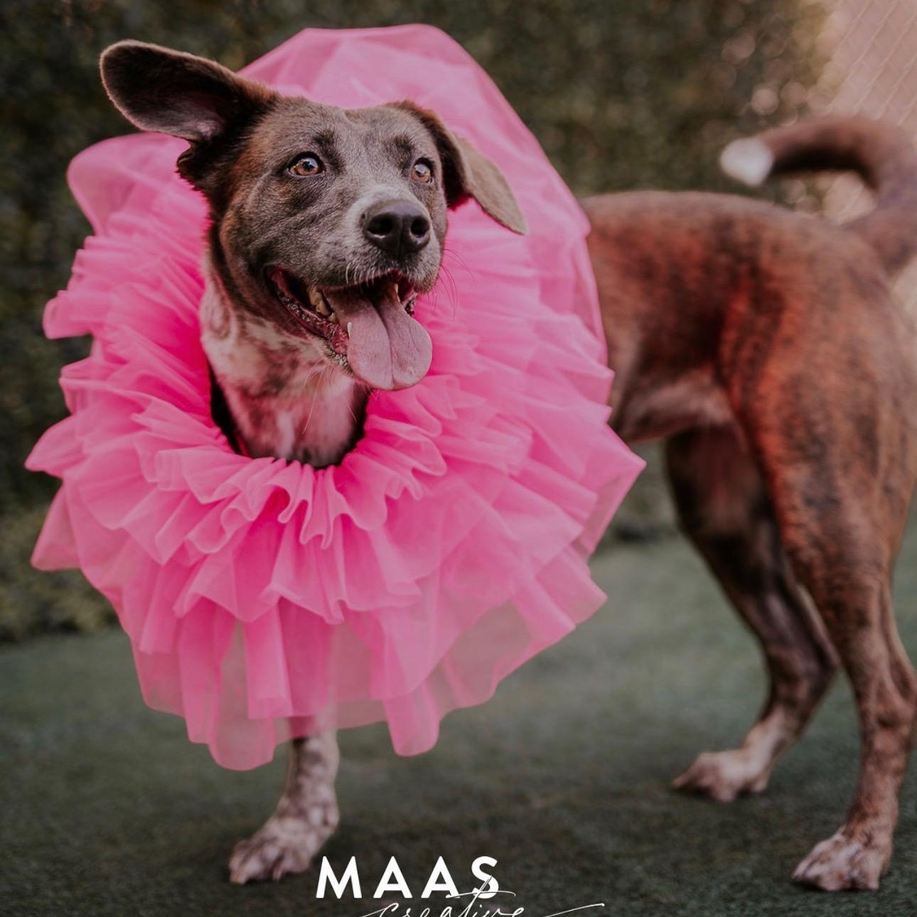 Pinecone, ADOPTABLE, Adult Female Labrador Retriever.