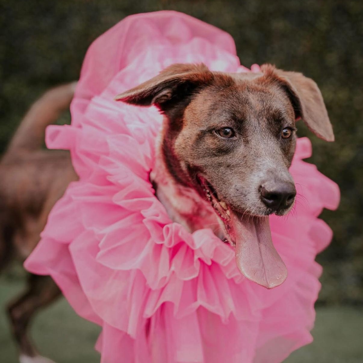 Pinecone, a ADOPTABLE mixed breed in atlanta, GA image 4/5