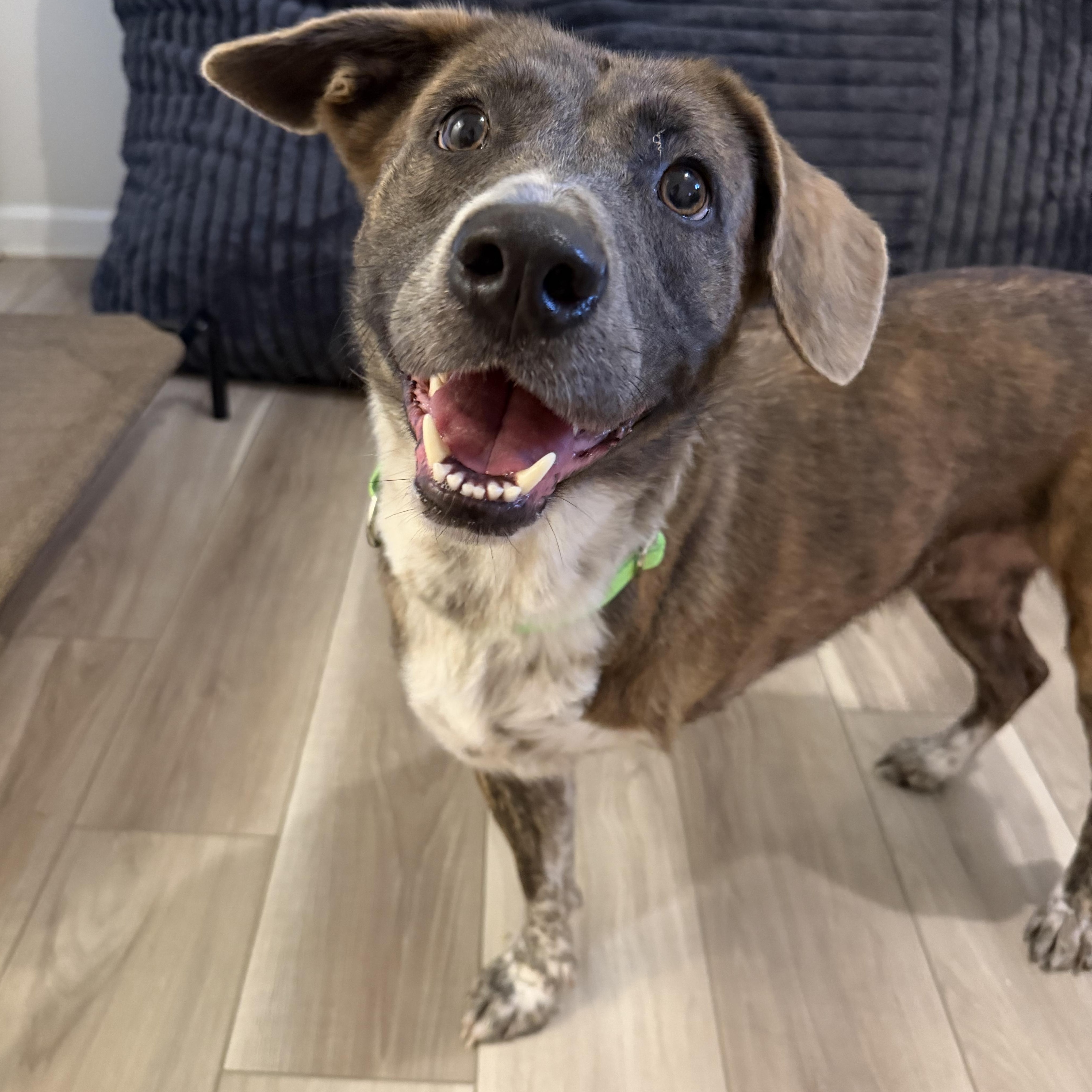 Pinecone the Tripod, Adoptable, Adult Female Shepherd.