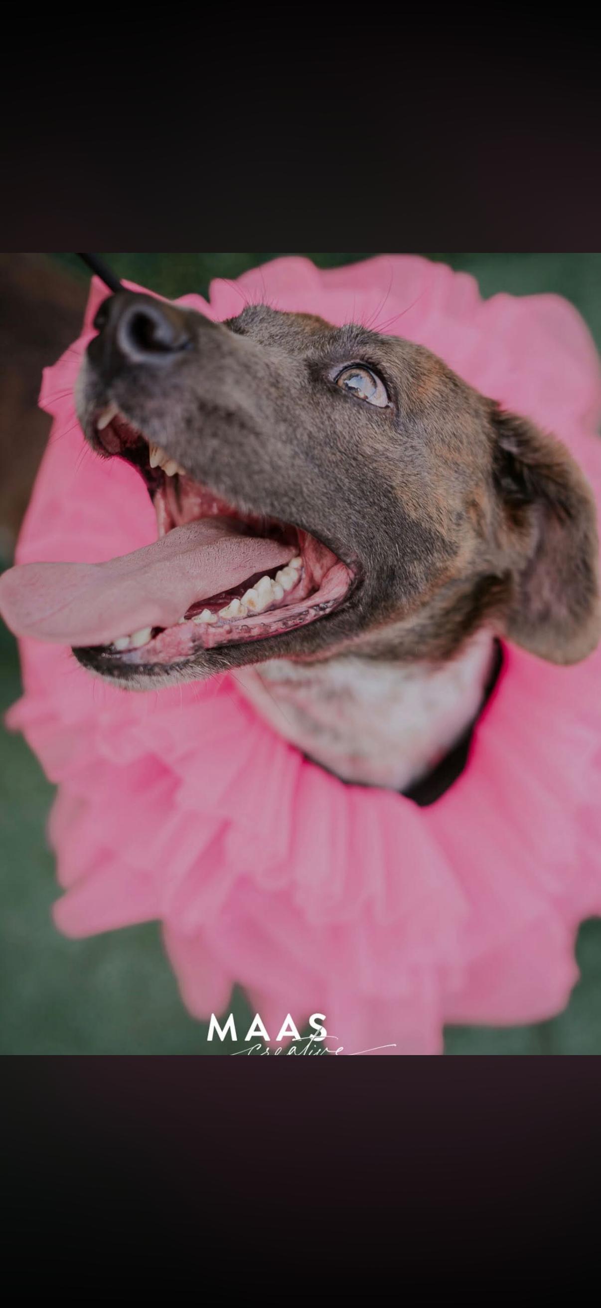Pinecone, a ADOPTABLE mixed breed in atlanta, GA image 5/5