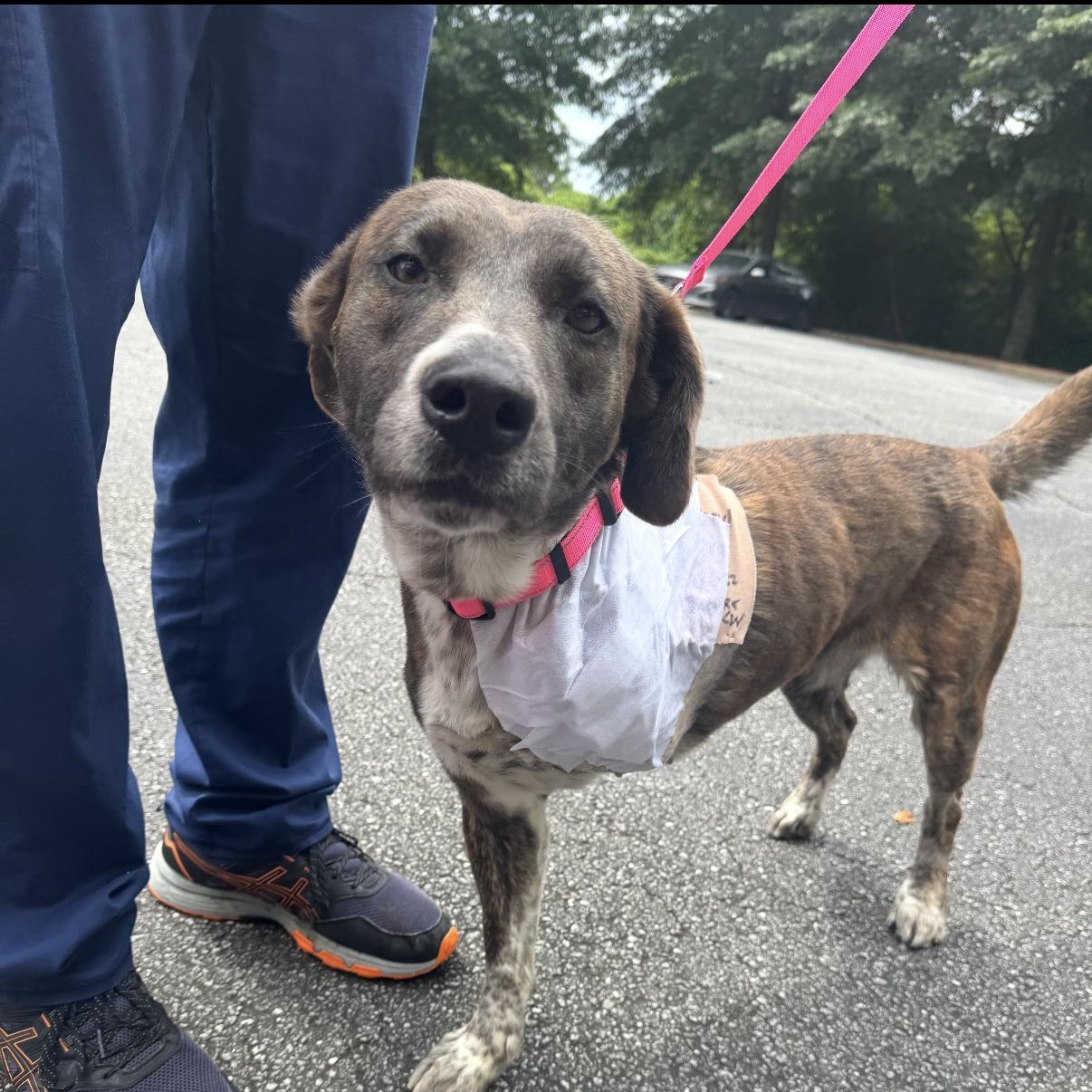 Pinecone, ADOPTABLE, Adult Female Labrador Retriever.