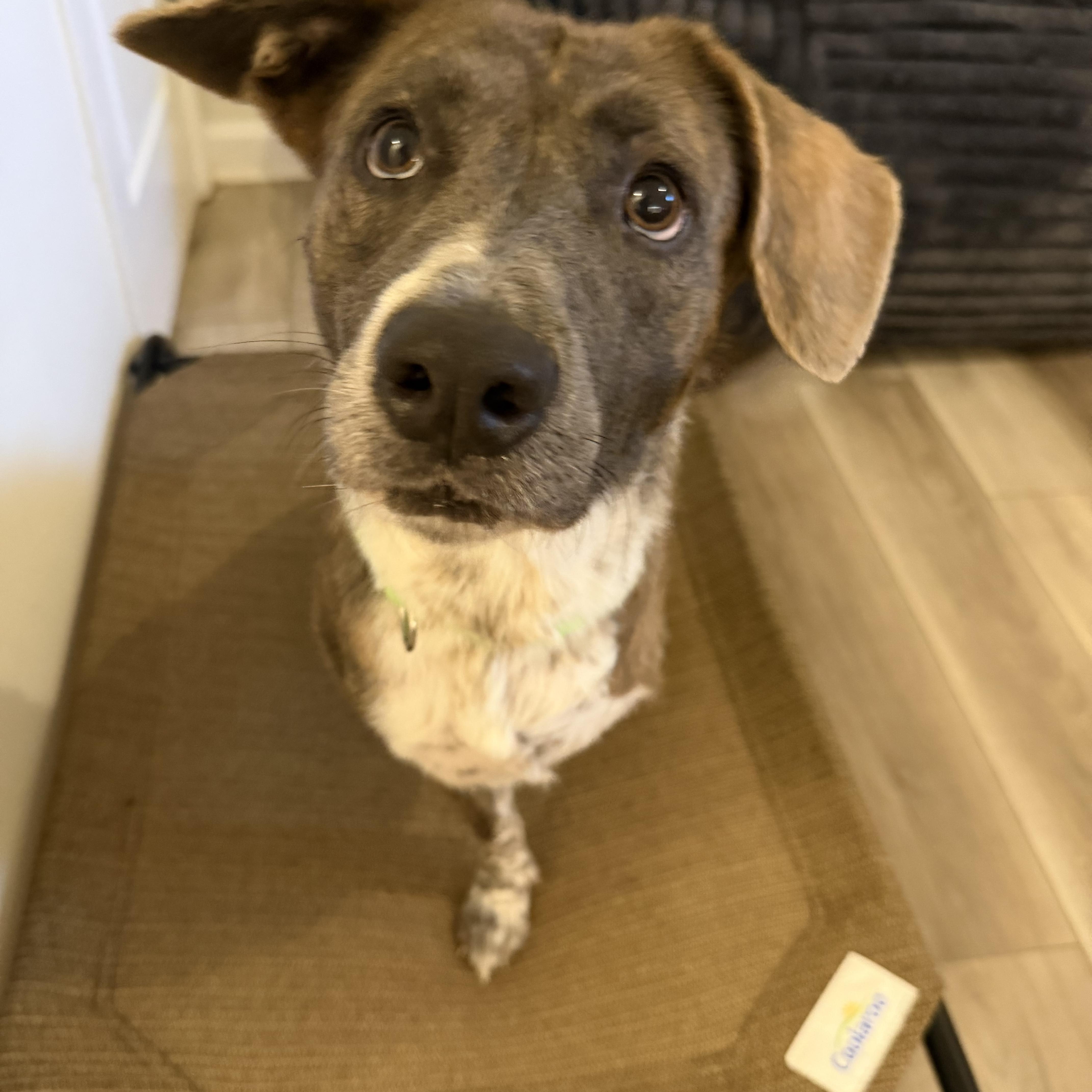 Enlarge Pinecone the Tripod, a Adoptable mixed breed in atlanta, GA image 2/6