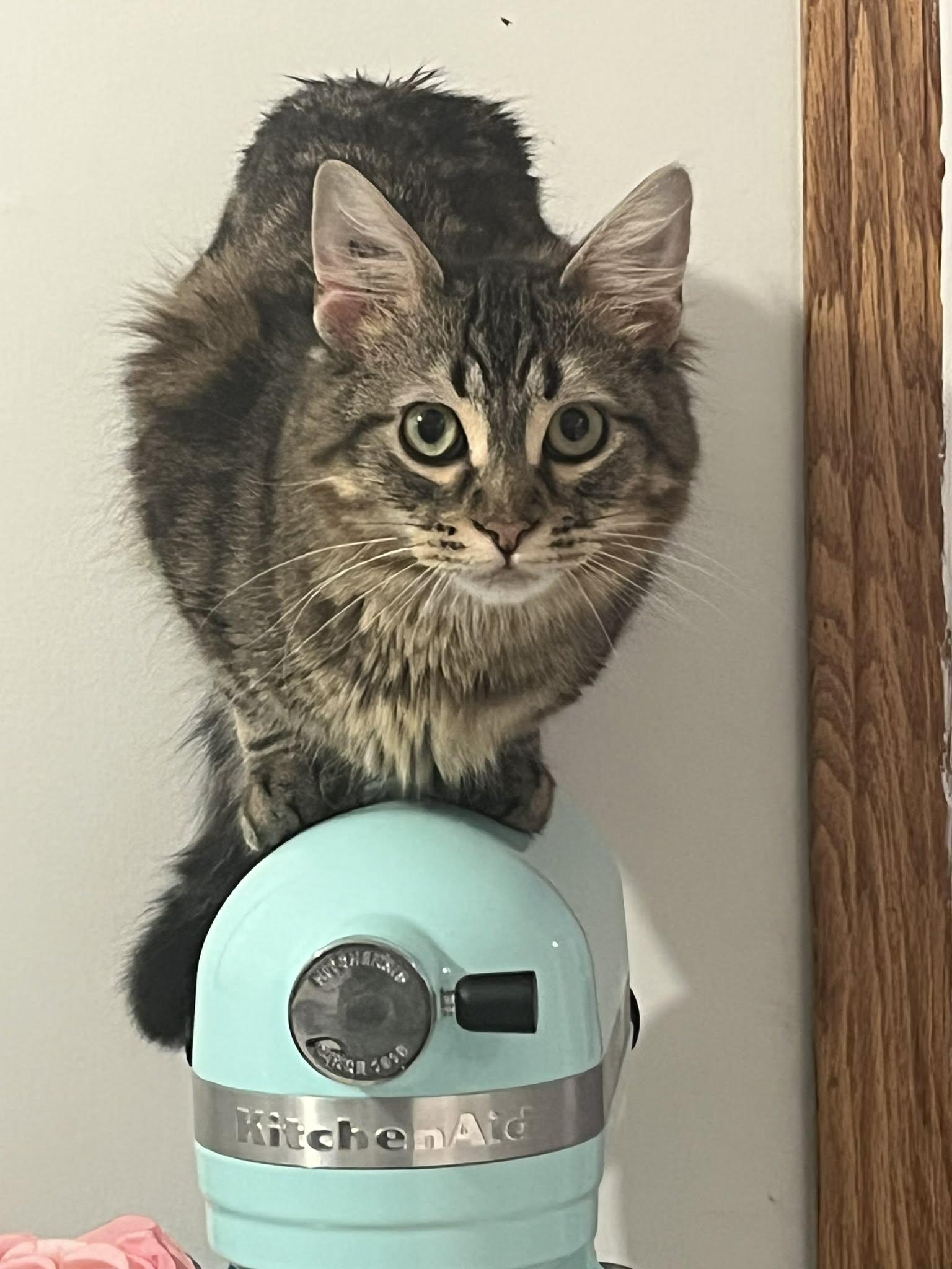 Bonzo, adoptable, Young Male Maine Coon & Tabby.