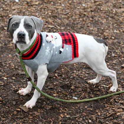 Enlarge Ayanna - Adopted, a Adoptable Mixed Breed in Chamblee, GA image 1/3