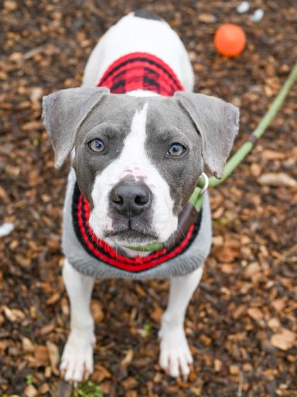 Enlarge Ayanna - Adopted, a Adoptable Mixed Breed in Chamblee, GA image 2/3