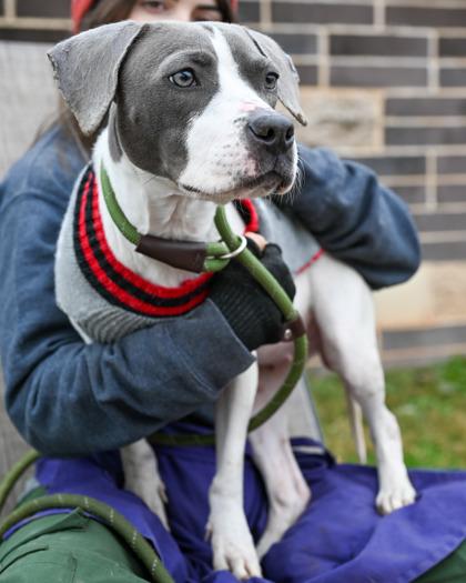 Enlarge Ayanna - Adopted, a Adoptable Mixed Breed in Chamblee, GA image 3/3