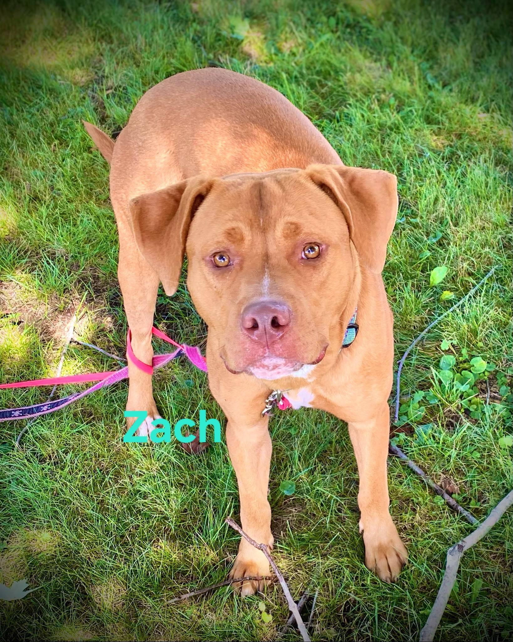 Enlarge Zach, a Adopted mixed breed in Coldwater, MI image 1/2