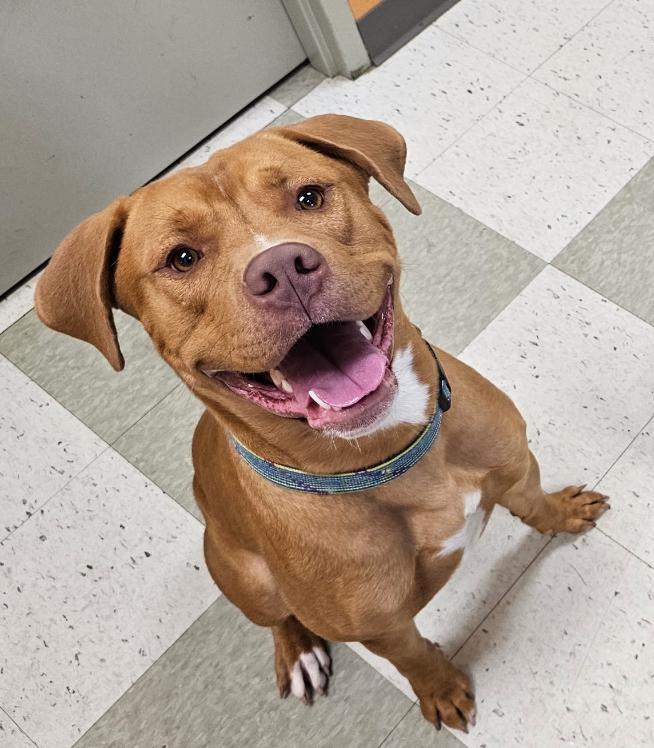 Enlarge Zach, a Adopted mixed breed in Coldwater, MI image 2/2