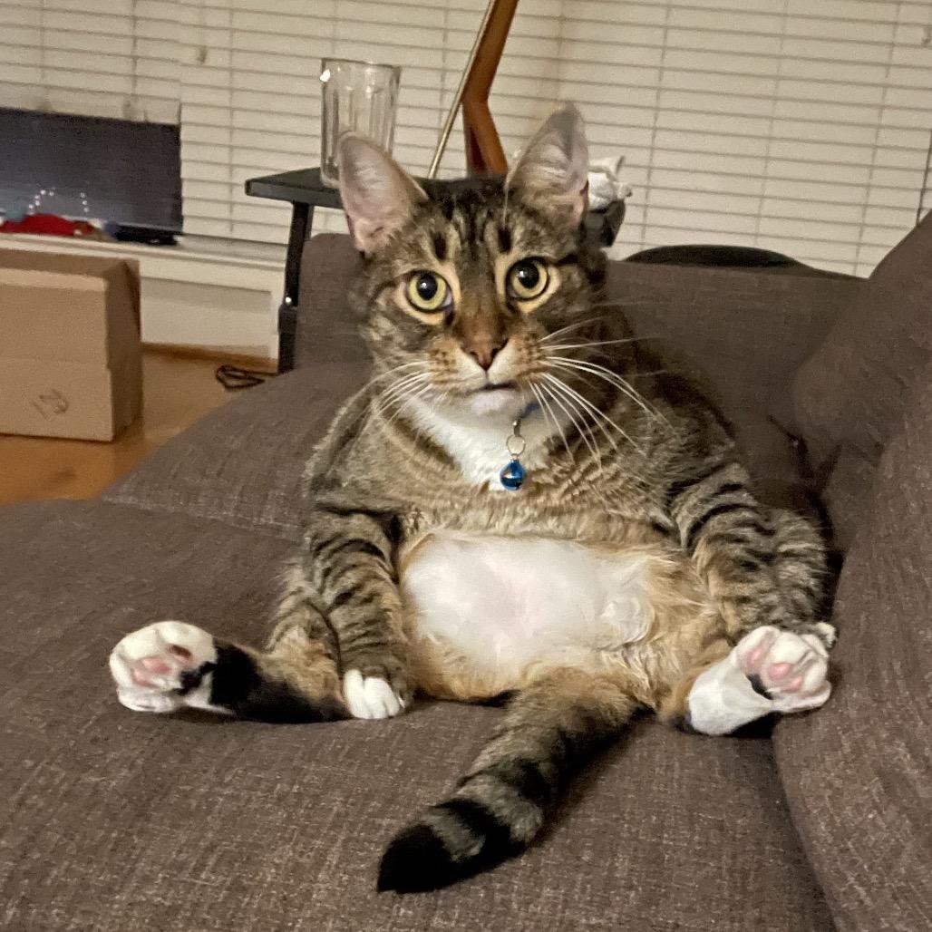 Hey It's Franklin, Adoptable, Senior Male Domestic Short Hair.