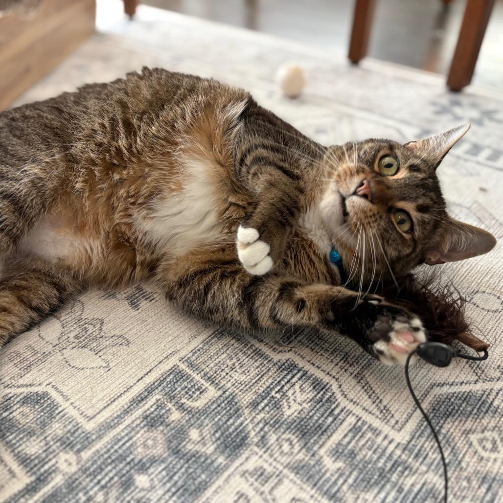 Enlarge Hey It's Franklin, a Adoptable Domestic Short Hair in Houston, TX image 3/3