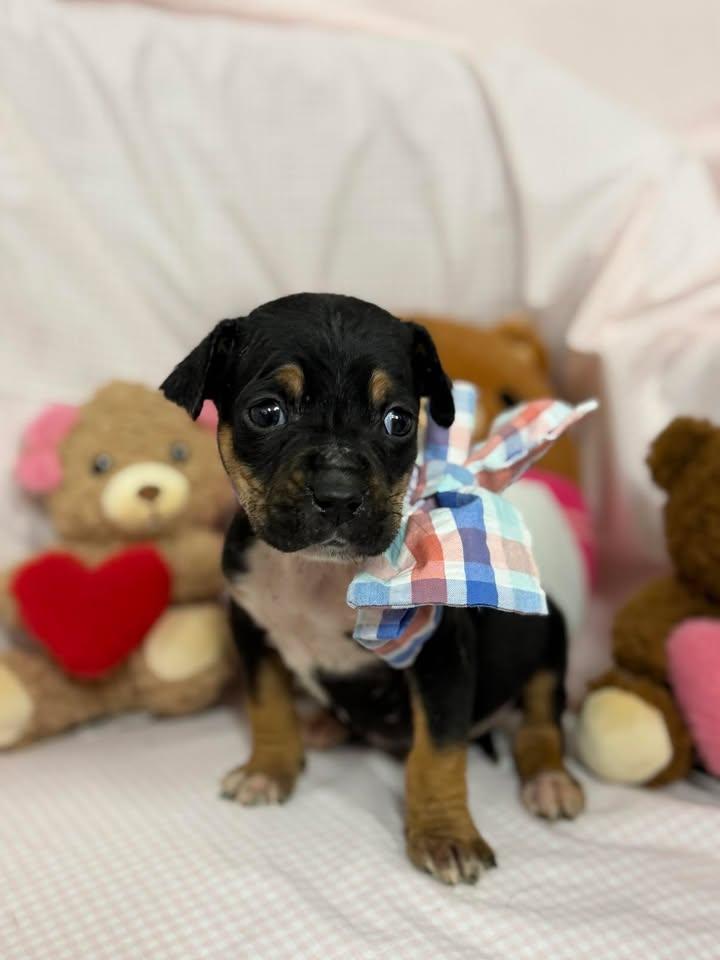 Will, adopted, Young Male Mixed Breed.