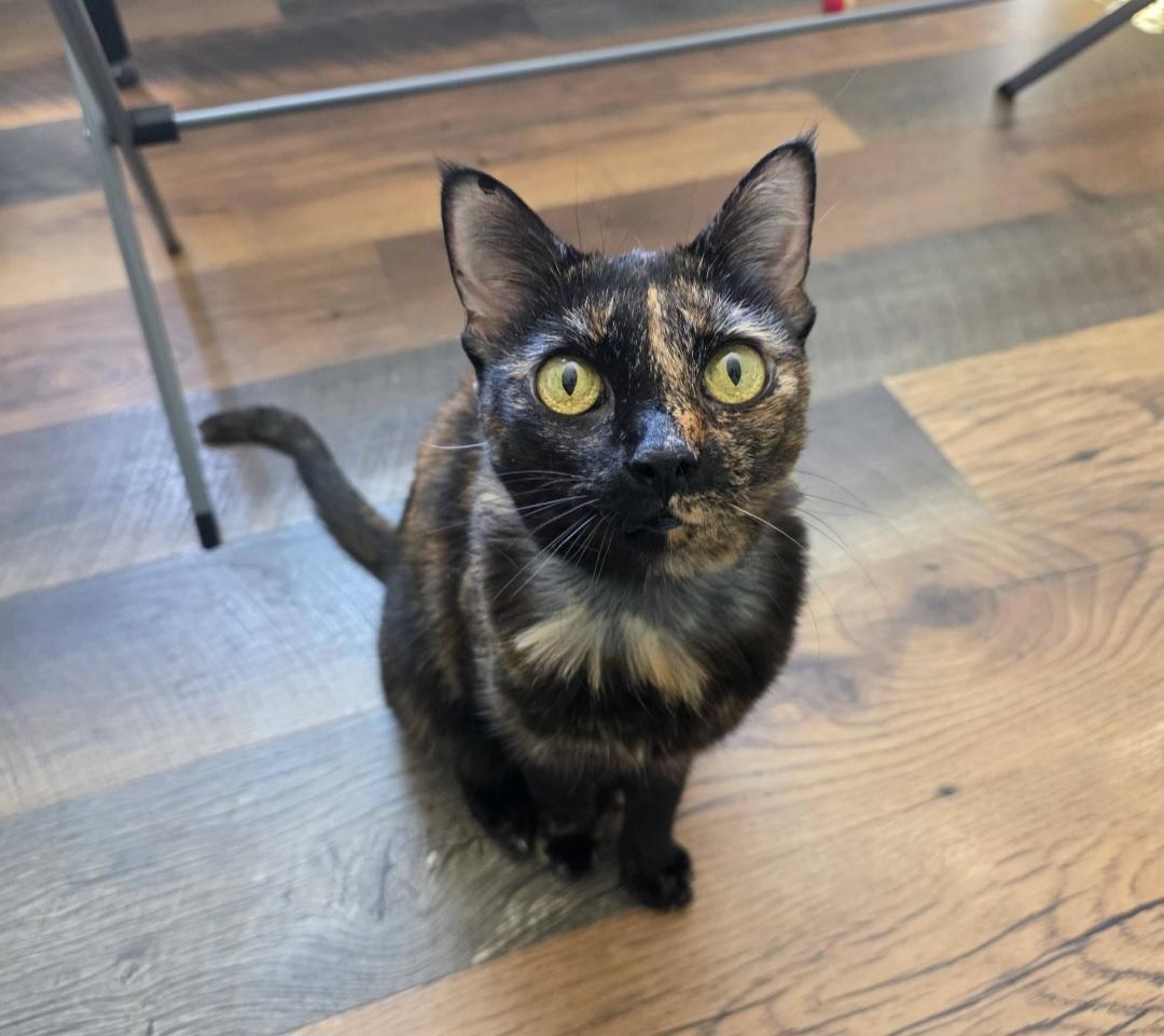 Enlarge Gracie, a Adopted Tortoiseshell in Pittsburgh, PA image 3/6