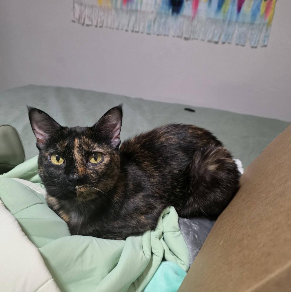Enlarge Gracie, a Adopted Tortoiseshell in Pittsburgh, PA image 4/6