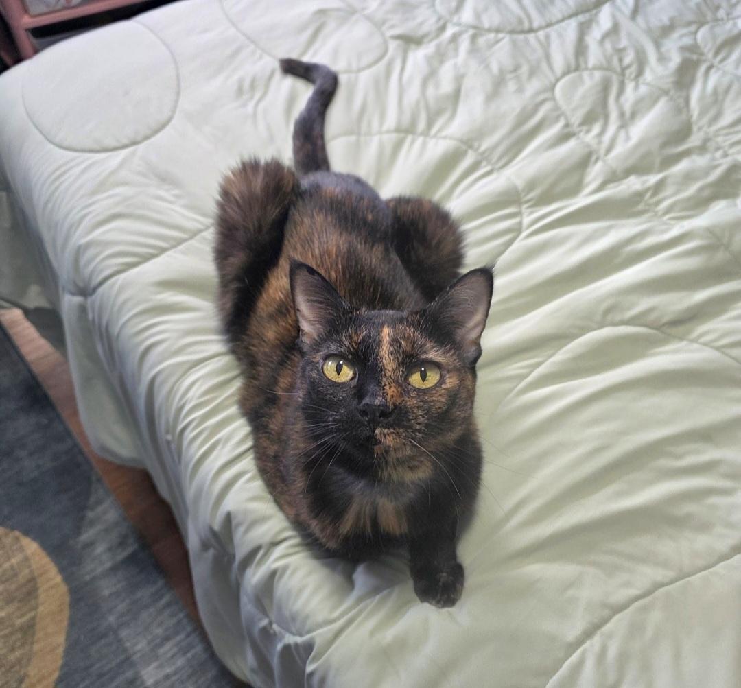Enlarge Gracie, a Adopted Tortoiseshell in Pittsburgh, PA image 5/6
