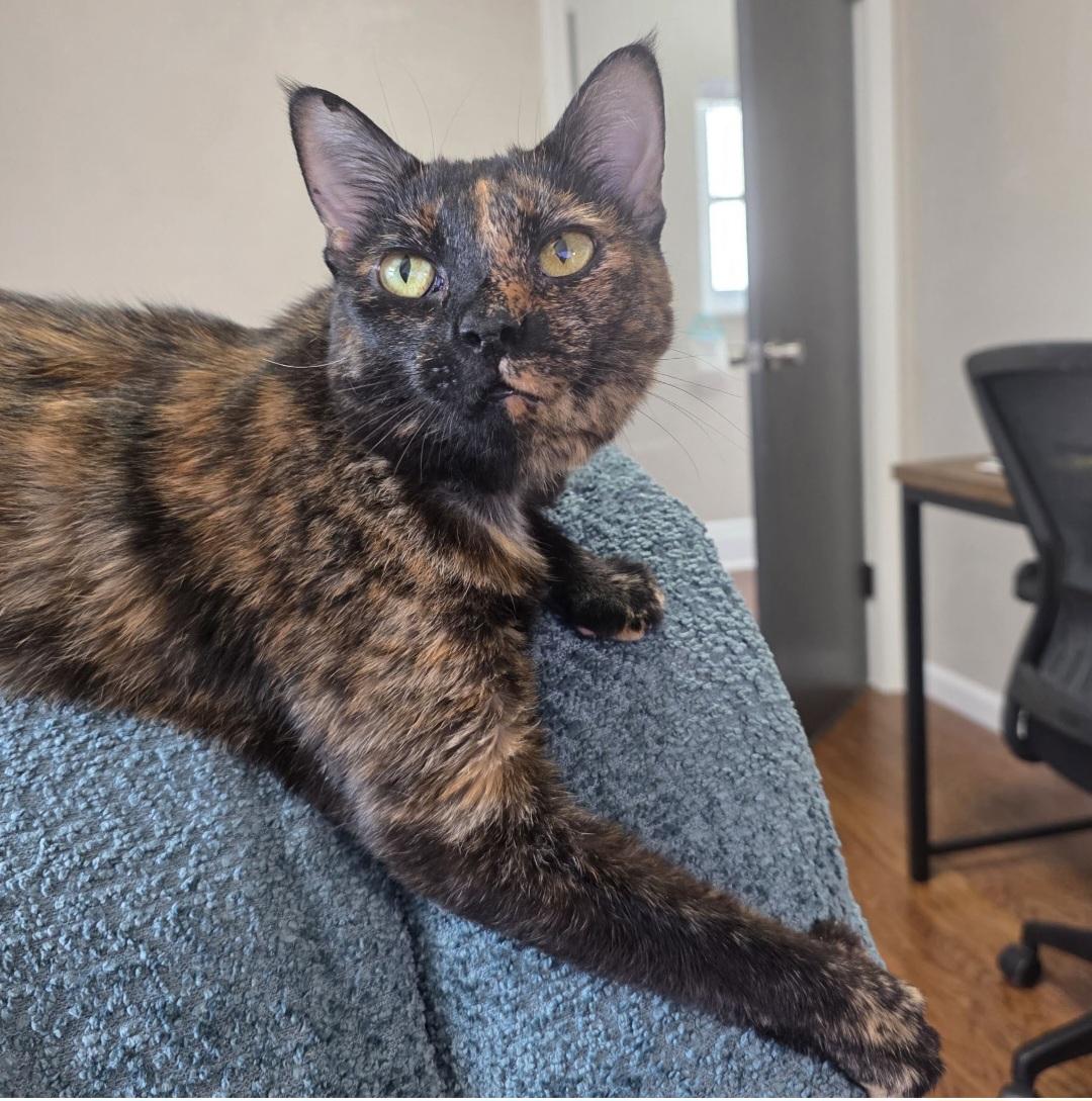 Enlarge Gracie, a Adopted Tortoiseshell in Pittsburgh, PA image 2/6