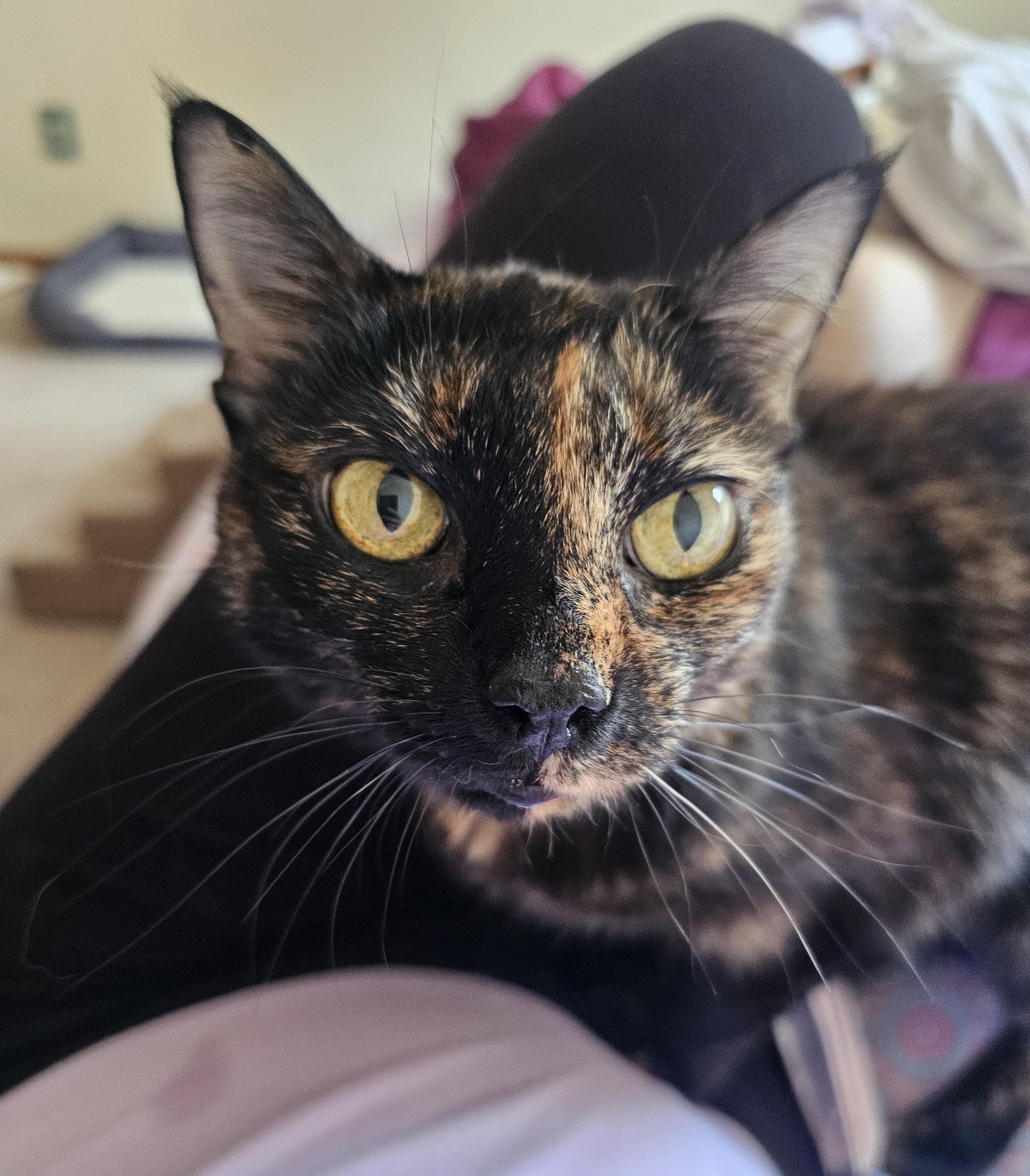 Enlarge Gracie, a Adopted Tortoiseshell in Pittsburgh, PA image 1/6