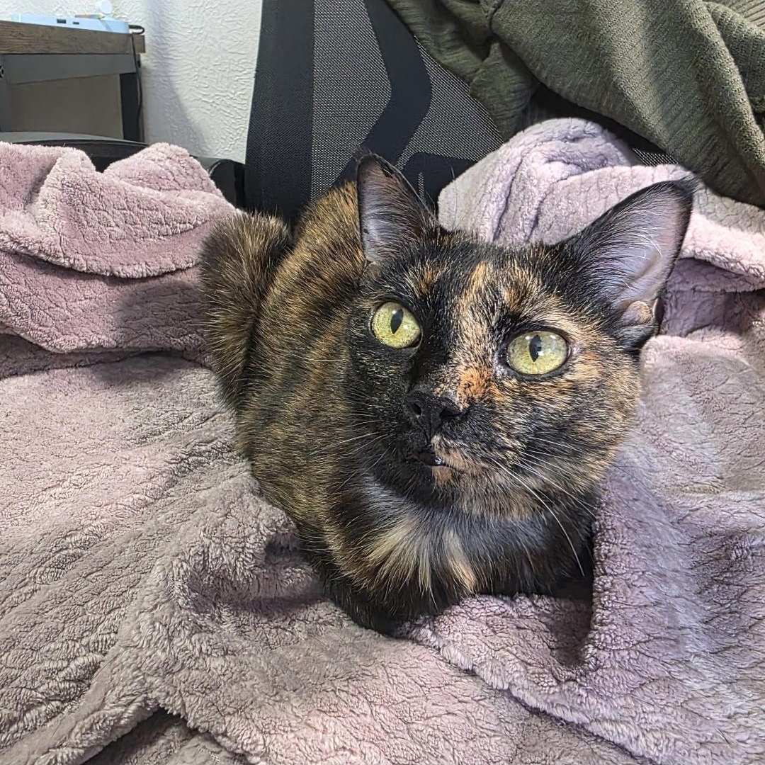 Enlarge Gracie, a Adopted Tortoiseshell in Pittsburgh, PA image 6/6