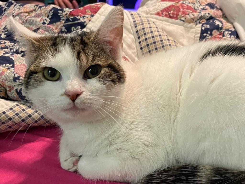 Enlarge Sassafras, a Adoptable mixed breed in Newaygo, MI image 1/1