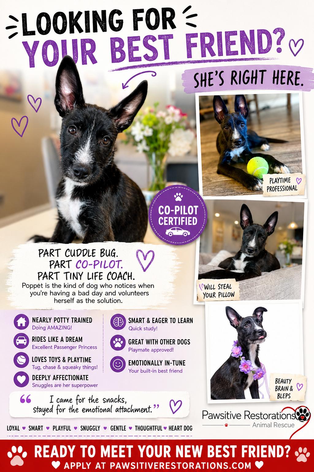 POPPET, an adoptable mixed breed in Aurora, CO image 2/5
