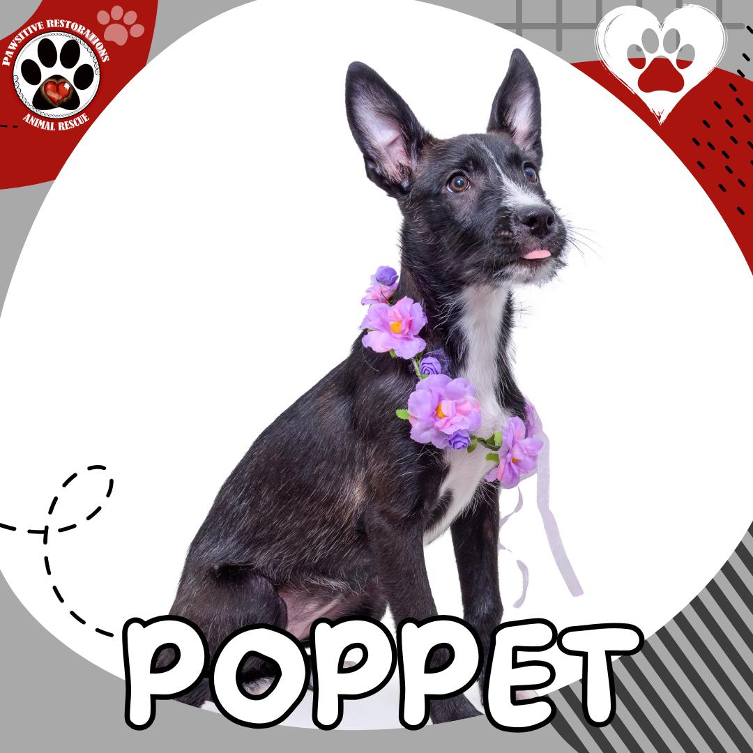 POPPET, an adoptable mixed breed in Aurora, CO image 4/5