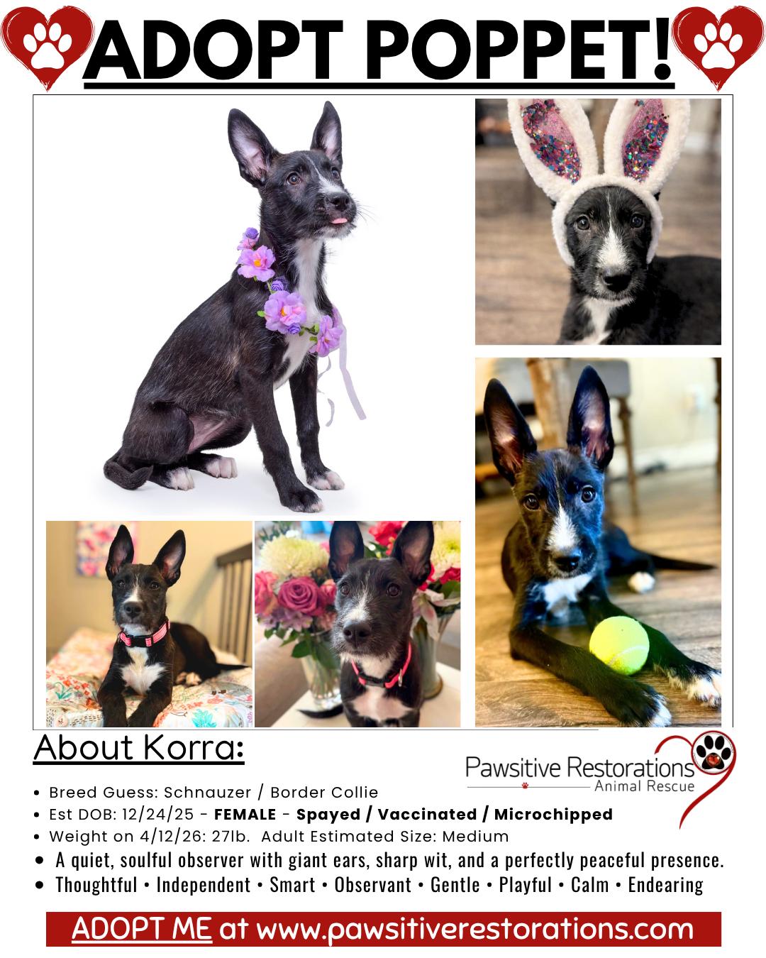 POPPET, an adoptable mixed breed in Aurora, CO image 3/5