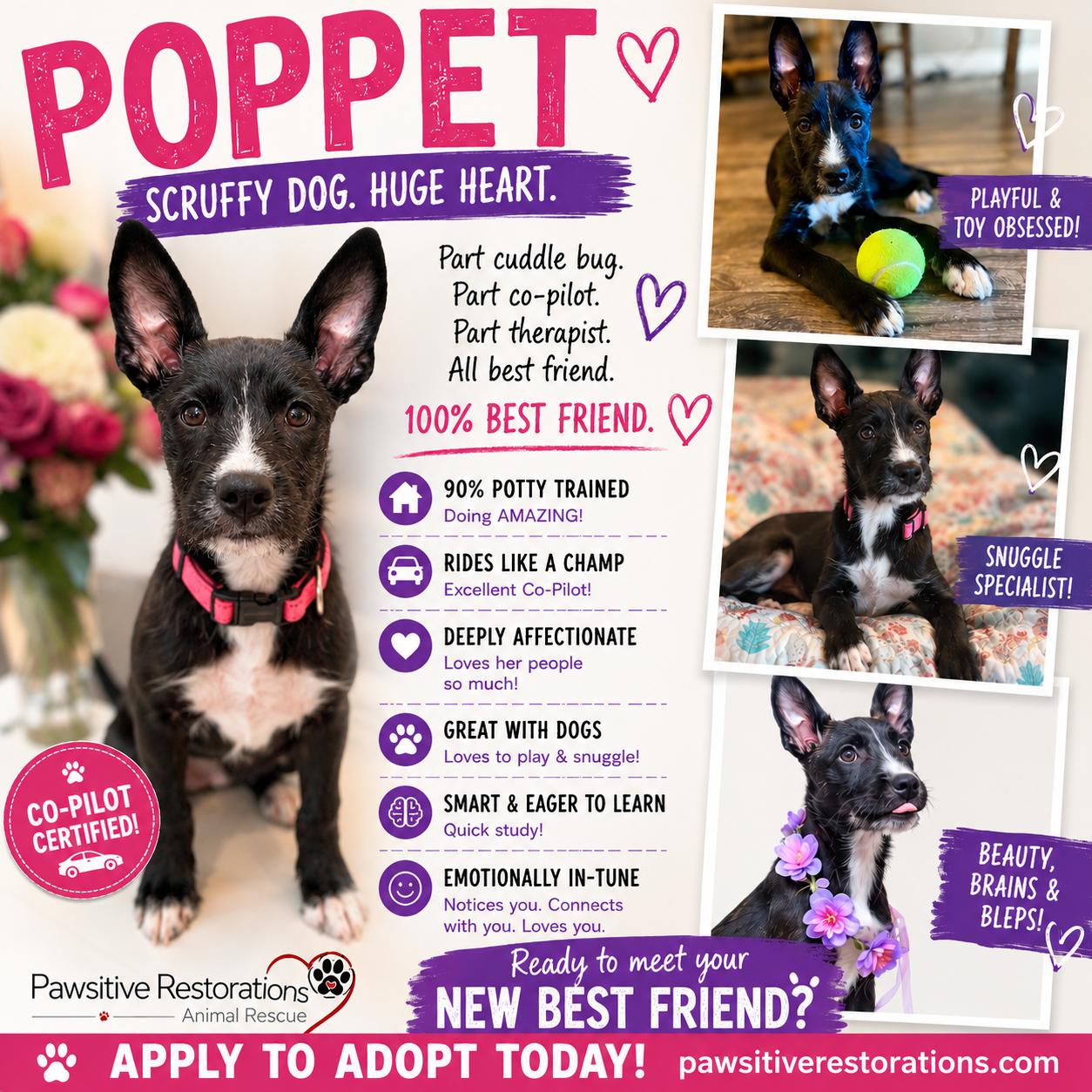 POPPET, adoptable, Puppy Female Standard Schnauzer & Collie.