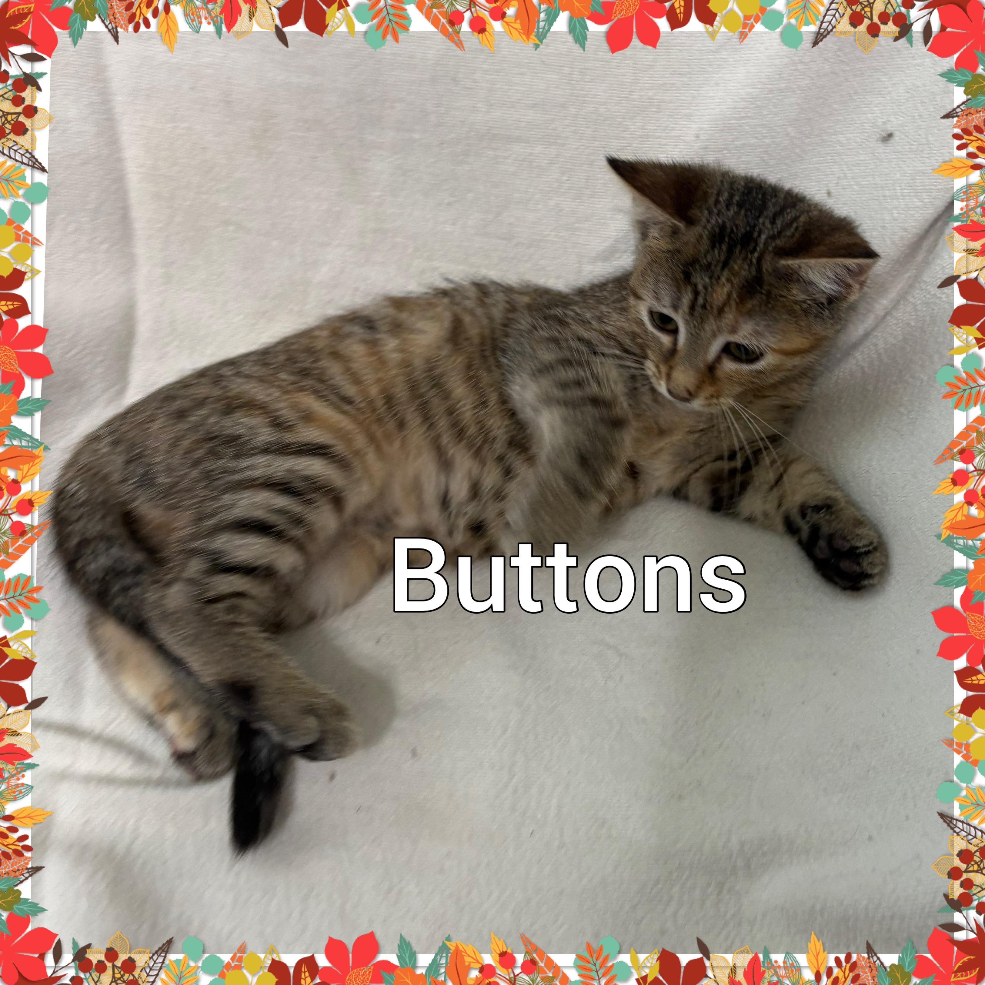 Buttons, Young Female Tabby