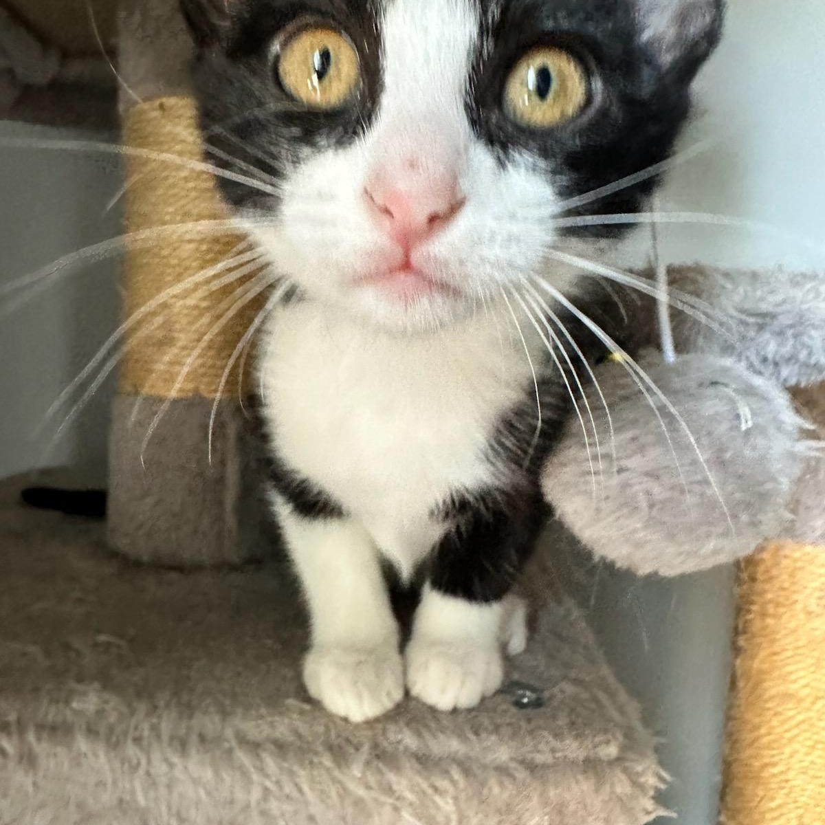 Enlarge Pappy, a Adopted Domestic Short Hair in Nashville, TN image 3/6