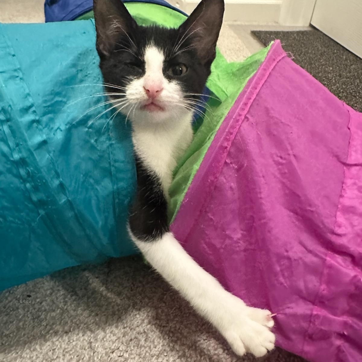 Enlarge Pappy, a Adopted Domestic Short Hair in Nashville, TN image 5/6