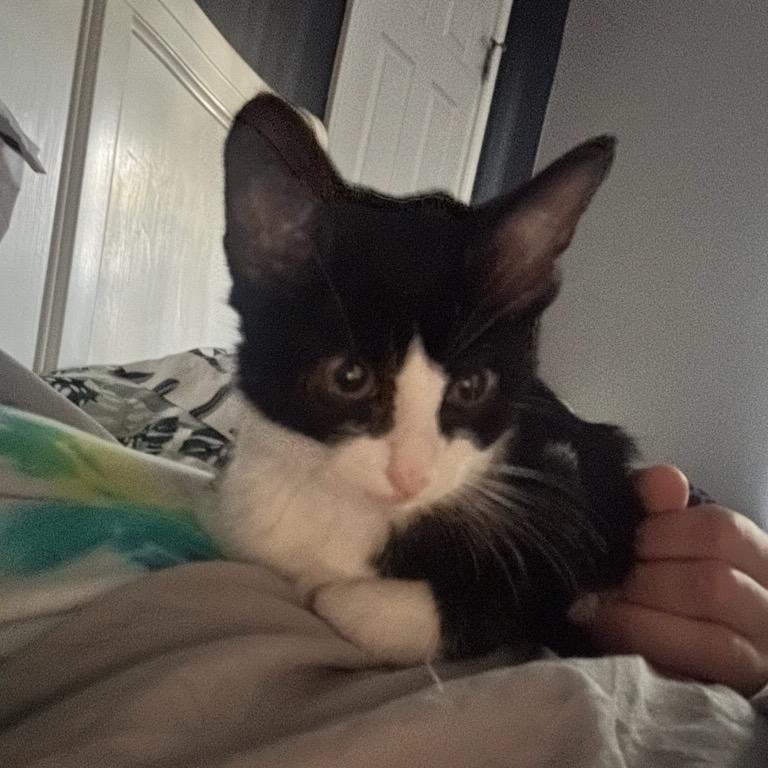 Enlarge Pappy, a Adopted Domestic Short Hair in Nashville, TN image 6/6