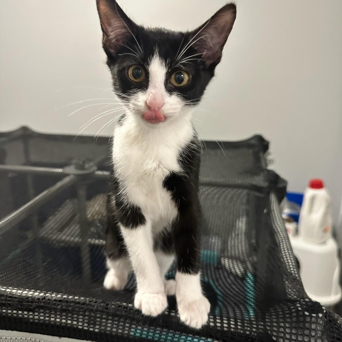 Enlarge Pappy, a Adopted Domestic Short Hair in Nashville, TN image 1/6