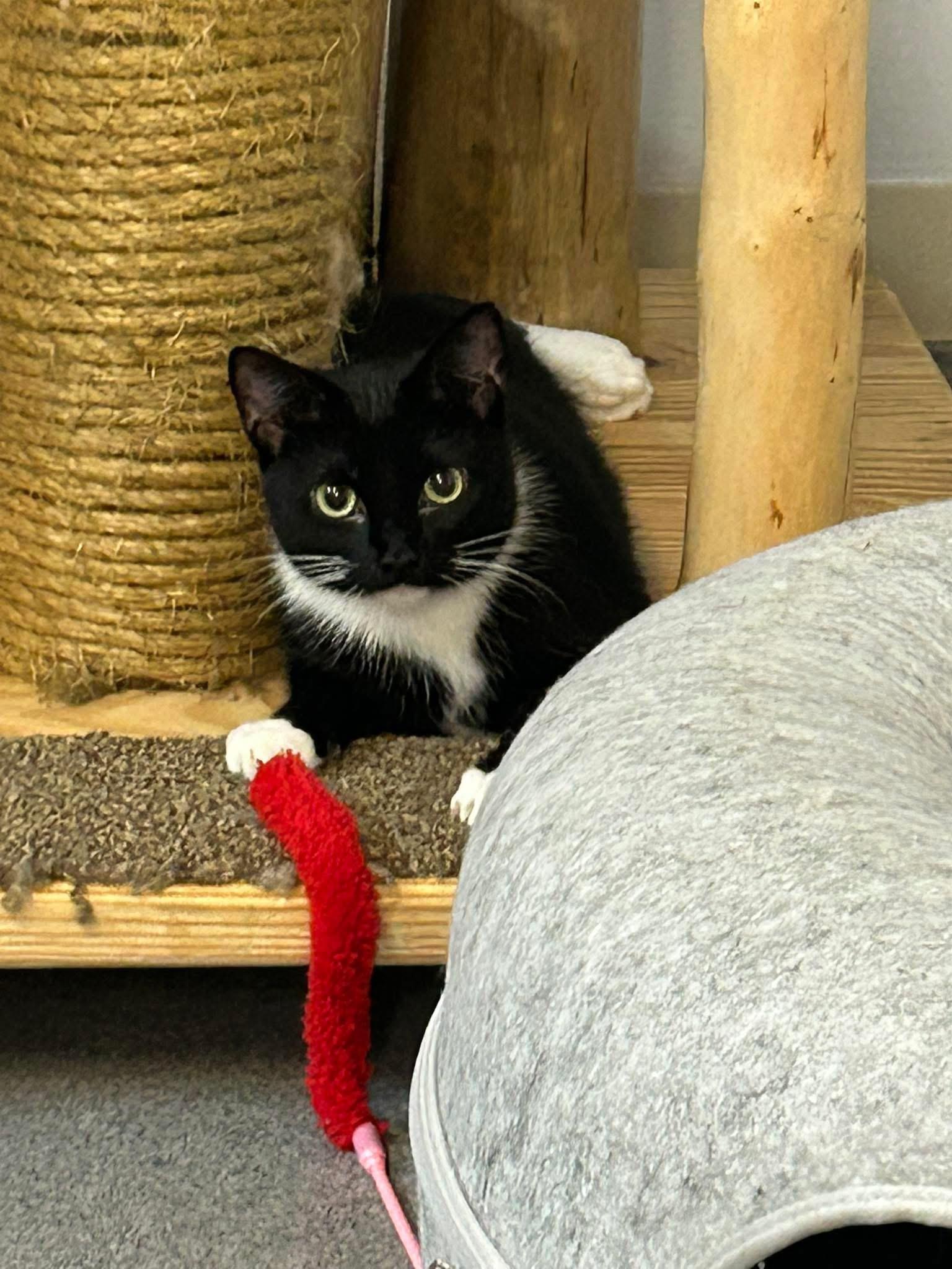 Malia, an adoptable Domestic Short Hair in Chisholm, MN, 55719 | Photo Image 1