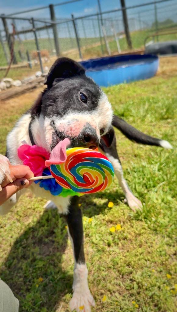Agate- Available For Adoptin, Adoptable, Senior Male Affenpinscher.