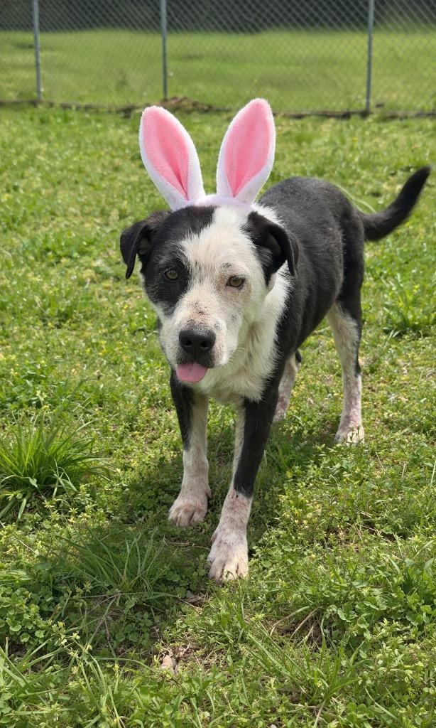 Enlarge Agate- Available For Adoptin, a Adoptable Affenpinscher in Chickamauga , GA image 2/3