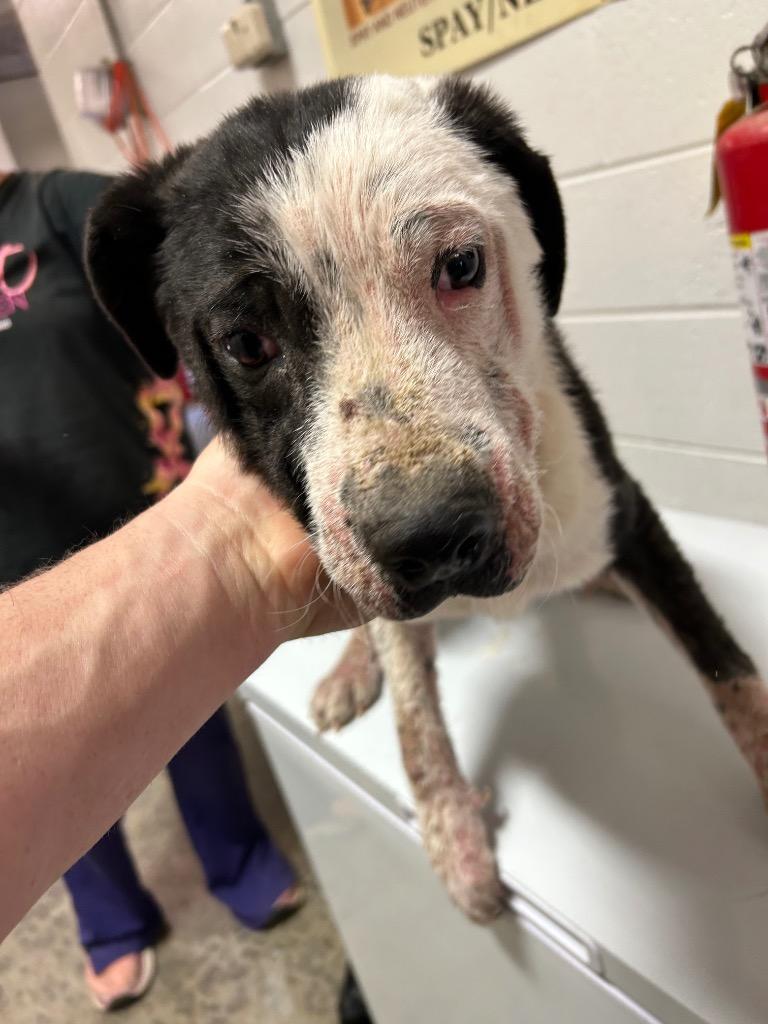 Enlarge Agate- Available For Adoptin, a Adoptable Affenpinscher in Chickamauga , GA image 3/3