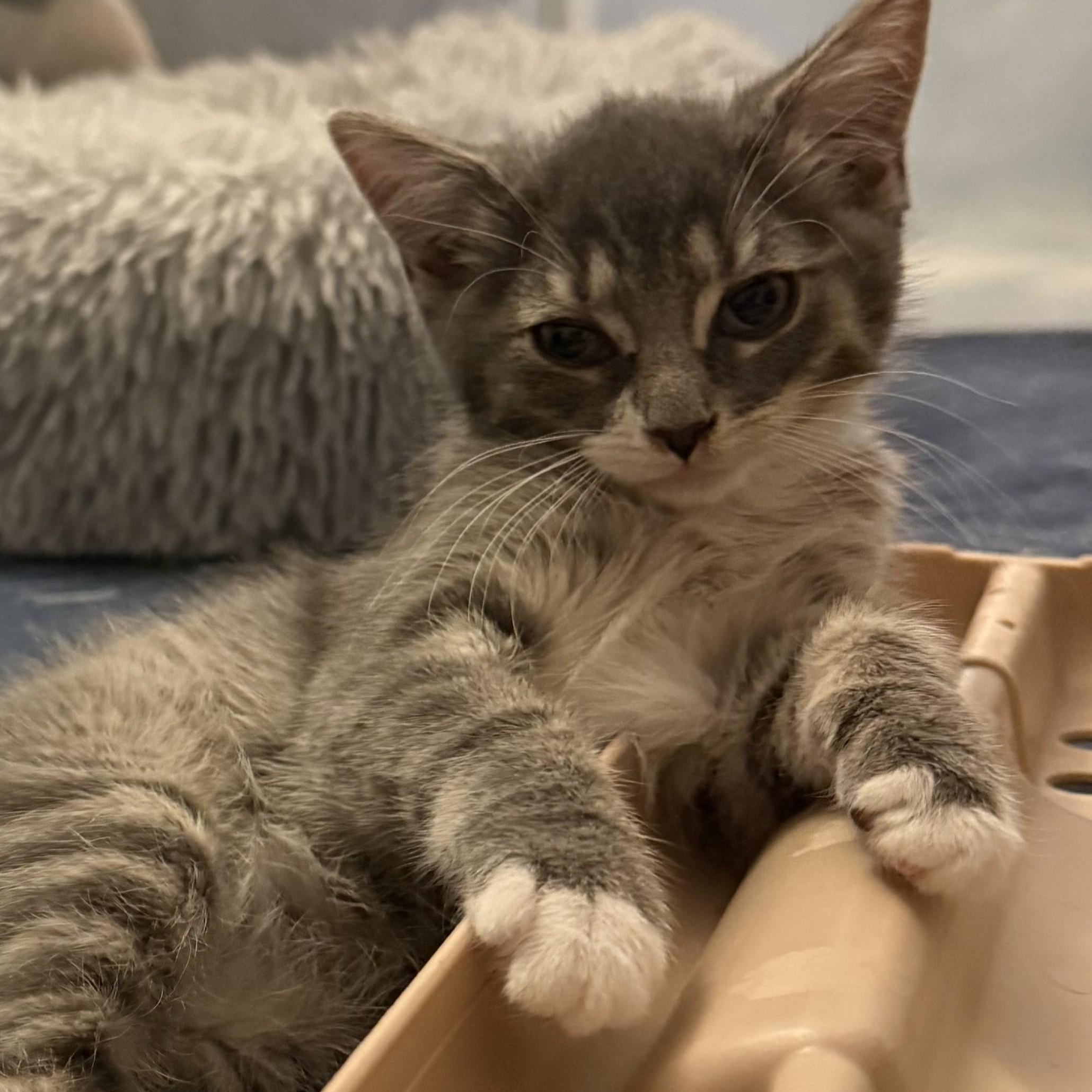 Emily, adopted, Kitten Female Domestic Short Hair & Tabby.