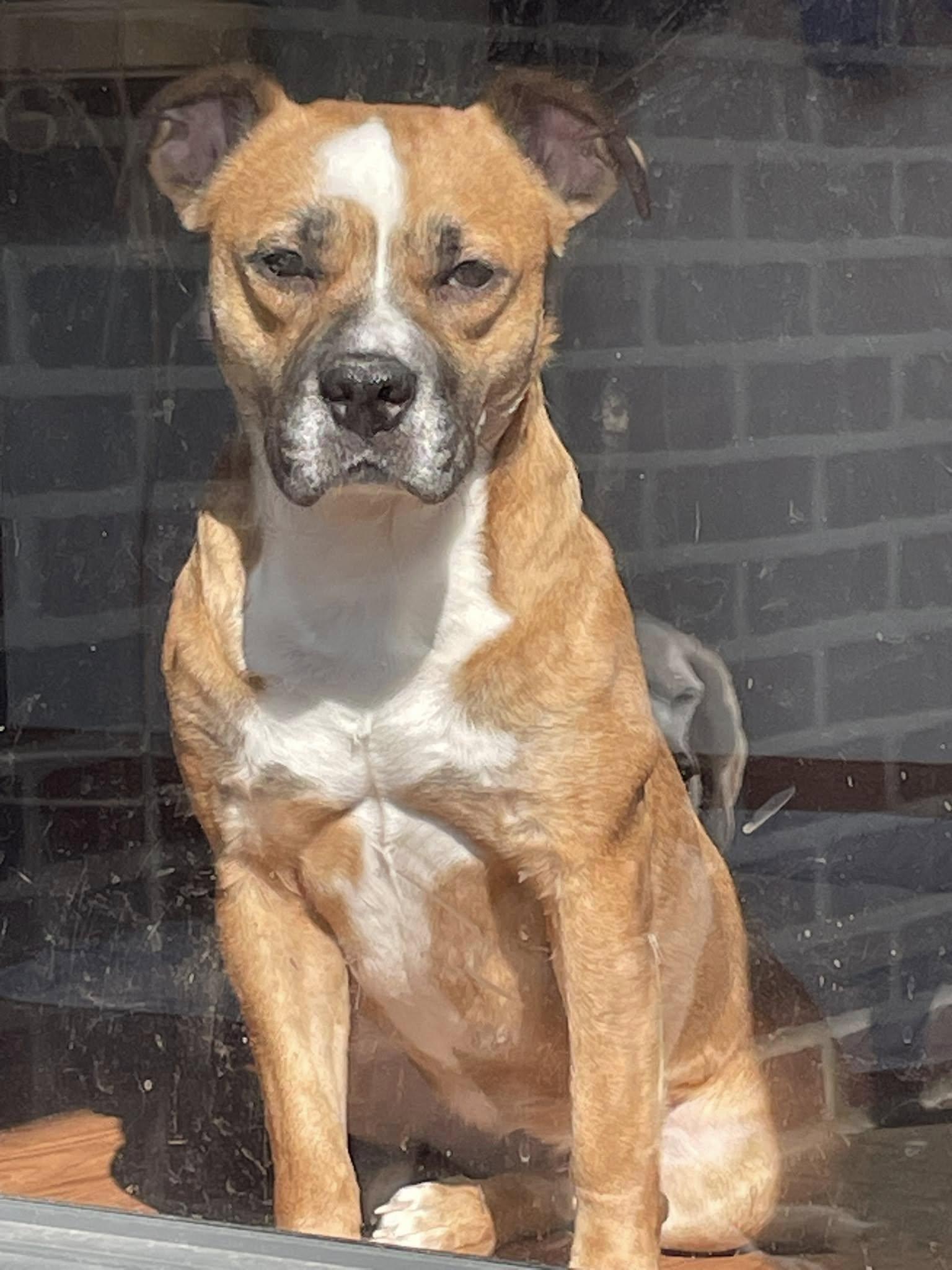 Cleo, Adoptable, Adult Female American Bulldog & Pit Bull Terrier.